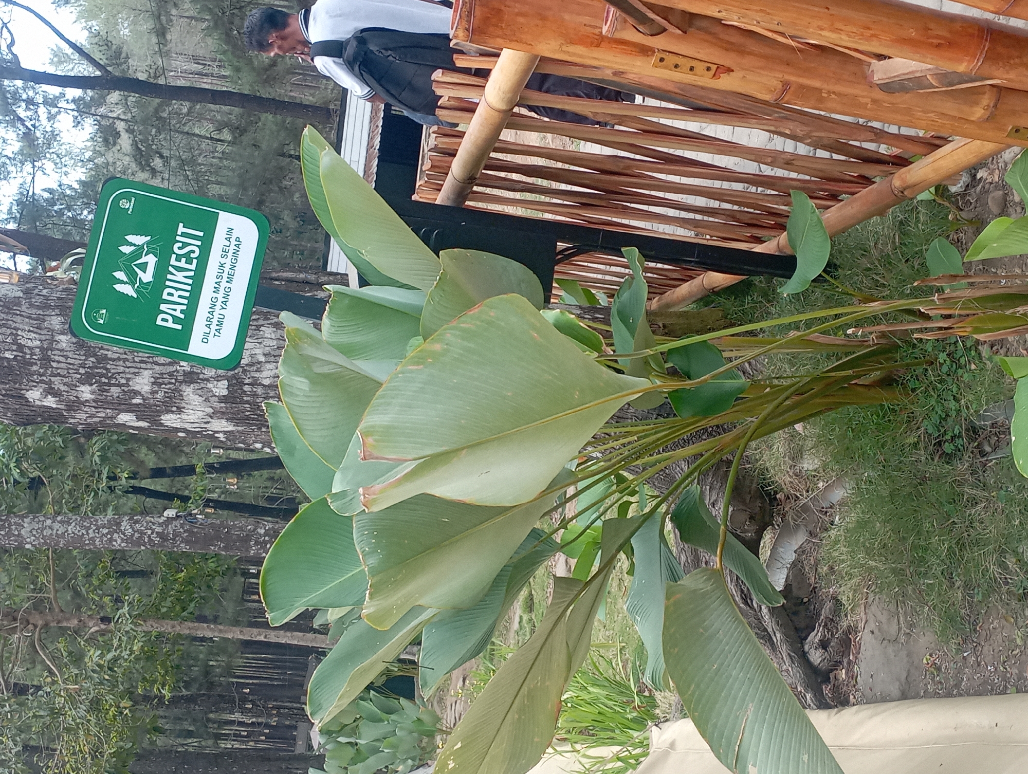 A green sign with white text reads "PARIKESIT" and below it, "DILARANG MASUK SELAIN TAMU YANG MENGINAP". The sign is mounted on a tree. In the foreground, a large tropical plant with broad, green leaves is prominent. Behind the plant, a person with a backpack is visible, walking away from the camera. The background features a dense forest of pine trees and some wooden structures, possibly part of a campsite or recreational area. The ground is covered with grass and dirt, with a wooden fence made of bamboo poles. The scene appears to be outdoors, likely in a natural setting.