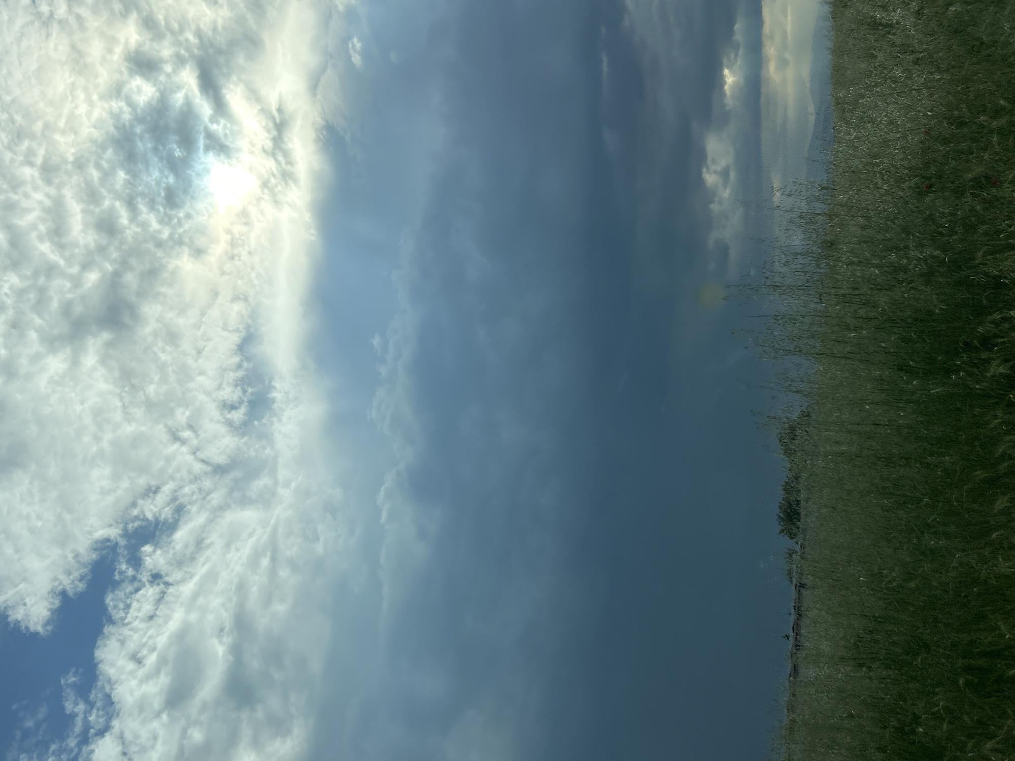 The image depicts a view in Пловдив, Bulgaria, split between the sky and the ground. The sky occupies the left side and upper center, with white cumulus clouds scattered across a light blue background, partially obscuring the sun. To the right, the sky transitions to a darker, more overcast area. The ground, seen on the right side, is covered with tall, green grass and some sparse trees in the distance. The image is rotated 90 degrees counter-clockwise.