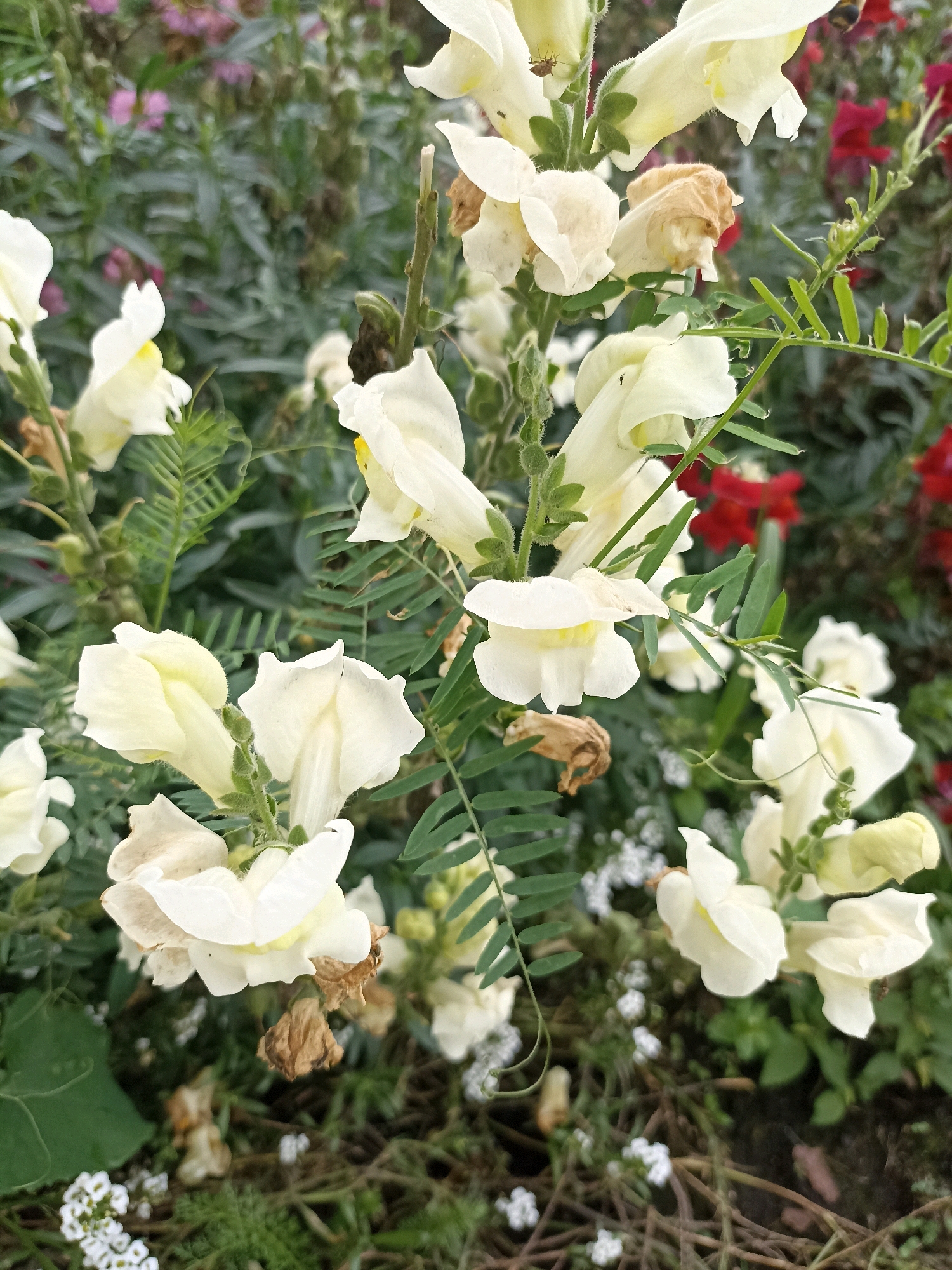 The image shows a close-up of white snapdragon flowers in a garden setting. The flowers have distinctive, bilabiate shapes and are arranged in clusters on tall stems. Some flowers are in full bloom, while others are still developing or have begun to wither. The petals are a creamy white with hints of yellow on the interior. Green leaves and stems are visible throughout the composition, some of which are feathery and delicate. In the background, out-of-focus elements suggest other flowers and foliage, including hints of pink and red. The ground appears to be covered with soil, twigs, and possibly mulch. There are small insects visible on some of the flowers, and a bee is flying in the upper right portion of the image. The overall impression is of a vibrant and natural garden. This scene is likely located in the city of Belovo, Russia, given the context of the query.