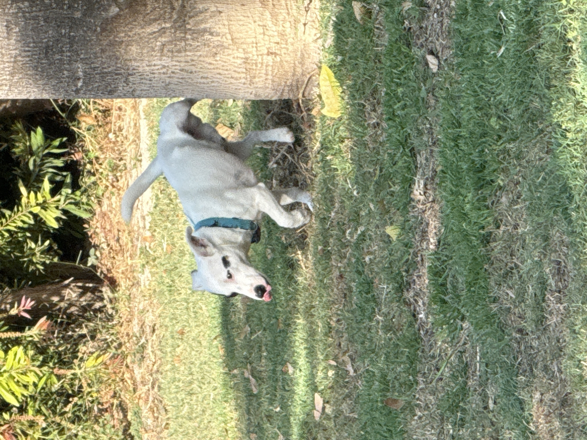 A medium shot captures a small, white dog with black markings around its eyes and nose. The dog is in motion, trotting on a grassy area beside a large tree trunk. Its head is turned to the left, and its pink tongue is sticking out, caught between its teeth. The dog wears a turquoise collar. The background consists of green grass, dry leaves, and shadows cast by unseen foliage and the tree. The location is not specified beyond "city of Unknown, Unknown."