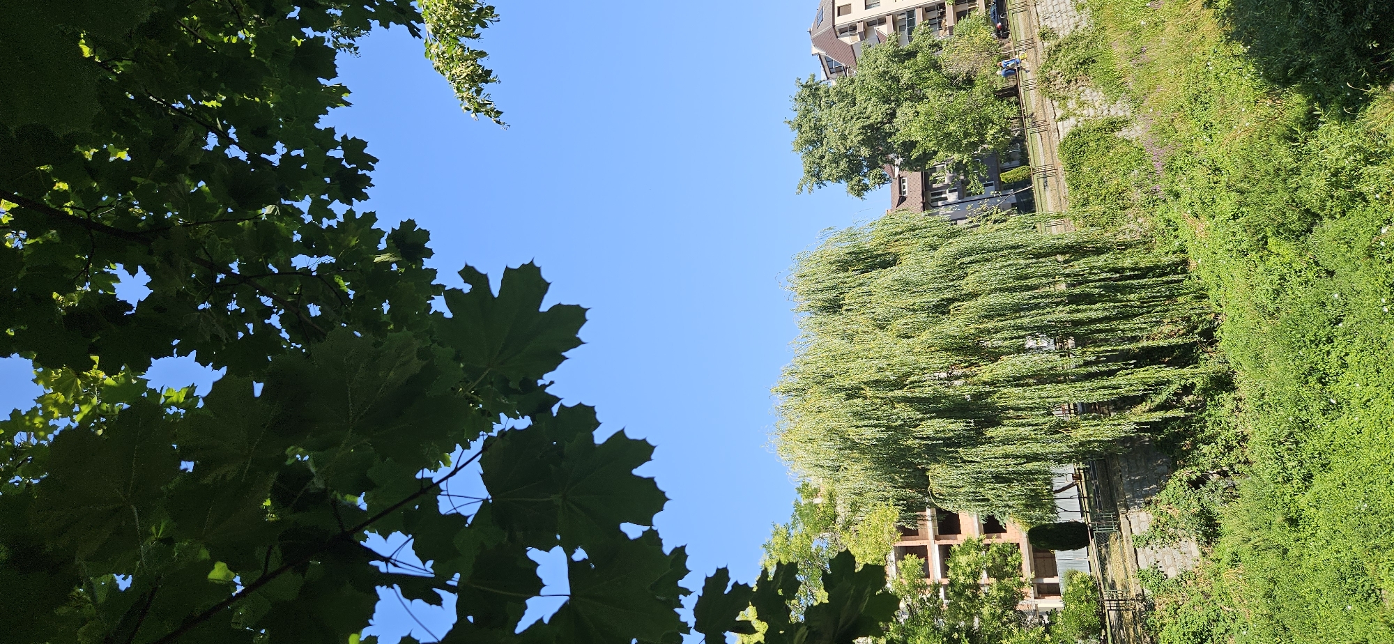 The image captures a lush green park scene under a clear blue sky. In the foreground, large green maple leaves hang from branches, partially obscuring the view. Dominating the middle ground is a large weeping willow tree, its branches cascading downwards. Behind the willow, several multi-story buildings with visible windows and balconies are situated. A paved path with a metal railing runs along the edge of the park, where two individuals are walking. The area below the path is filled with dense green vegetation. The scene is likely located in the city of Blagoevgrad, Bulgaria, given the context provided.