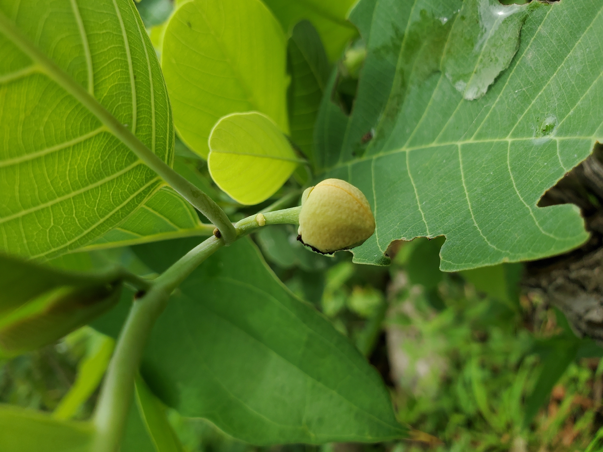 The image depicts a close-up of a plant, possibly a tree sapling, with a light-green fruit-like structure at the stem junction. The leaves are textured with distinct veins. Some leaves have signs of insect damage. The photograph was taken in Mararaba, Nigeria.