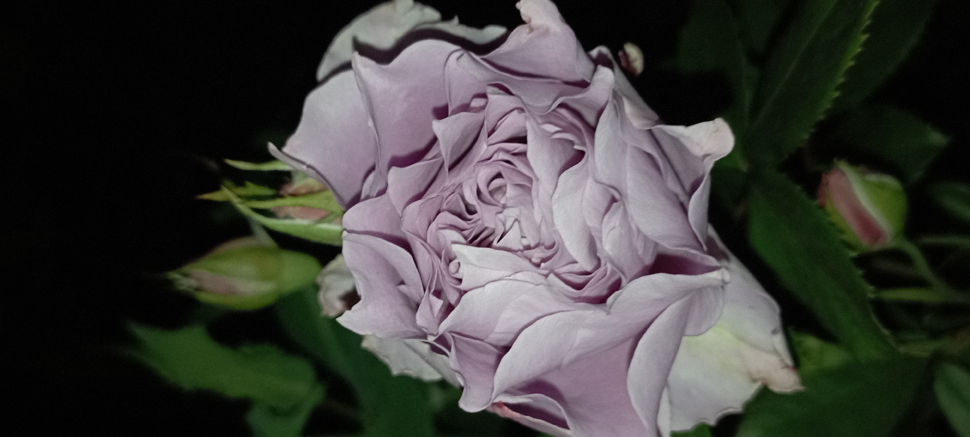 A close-up, vertical, eye-level shot focuses on a light purple rose in full bloom at night. The rose's petals are tightly furled in the center, creating a complex, textured swirl. The outer petals are unfurled, with delicate, wavy edges that transition to a lighter, almost white hue at the tips. The rose is set against a dark, blurry background, with hints of green foliage and two small rosebuds visible in the lower portion of the frame. The lighting is dim, accentuating the texture and subtle color variations of the rose. The scene is located in Radisne, Ukraine.