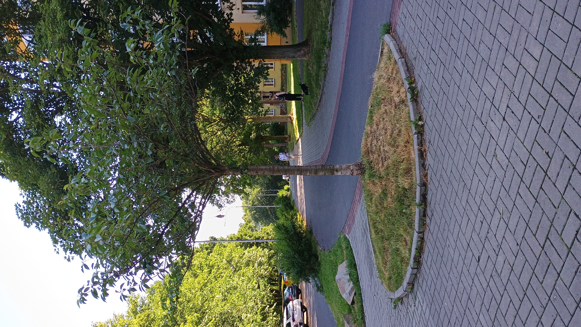 The image shows a paved pathway with a circular grassy island in the foreground, located in the city of Sokolov, Czechia. A young tree stands on the grassy island. To the left of the pathway, there is a street with parked cars and a row of trees. In the background, two people are walking on the pathway; one is a woman with a white shirt and blue pants, walking away from the camera, while the other is a woman with dark clothing, walking with a black dog. A building with a yellow facade is visible behind them. The scene is set during daylight with a clear sky.