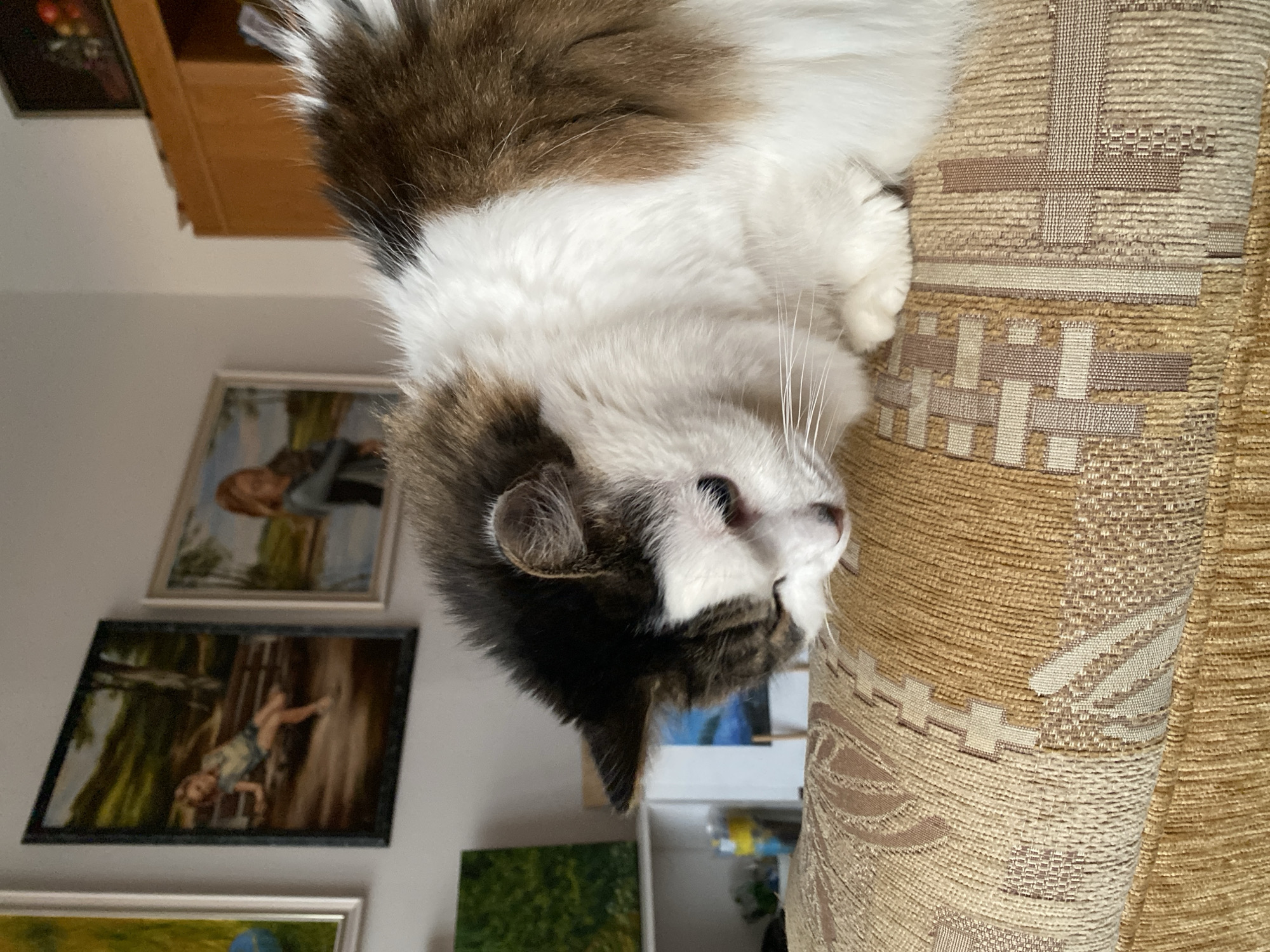 A fluffy, long-haired cat with white, brown, and black markings is lying on a patterned, textured couch. The cat is looking down and to its left, with its head resting on the couch. The background includes several framed paintings hanging on a wall and part of a wooden cabinet. One painting depicts a child sitting on a bench, another a person holding a child, and a third abstract painting with green and yellow colors. There is also a shelf with various objects including what appears to be a bottle and some other containers. The overall setting appears to be a domestic interior, likely a living room, located in Bílina, Czechia.