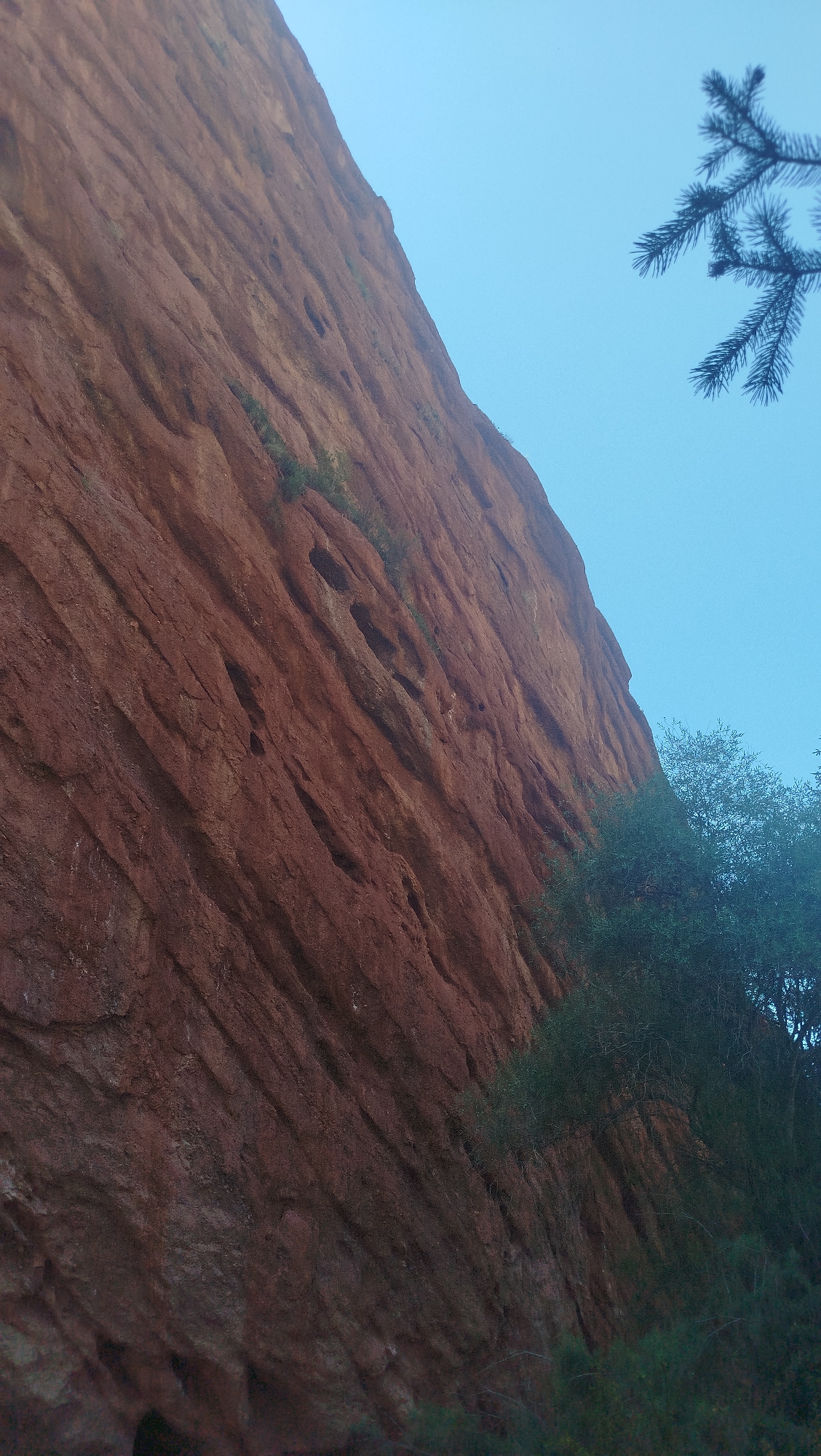 The image depicts a steep, reddish-brown rock formation with a textured surface, possibly sandstone, illuminated by natural light under a clear, pale blue sky. Some sparse green vegetation is visible growing in crevices on the rock face and at its base. In the upper right portion of the image, a dark evergreen branch with needles extends into the frame. The perspective is upward, suggesting the viewer is looking towards the sky from a low angle, emphasizing the imposing scale of the rock. The scene appears to be outdoors, in a natural, undeveloped environment, with no signs of urban structures or human presence.