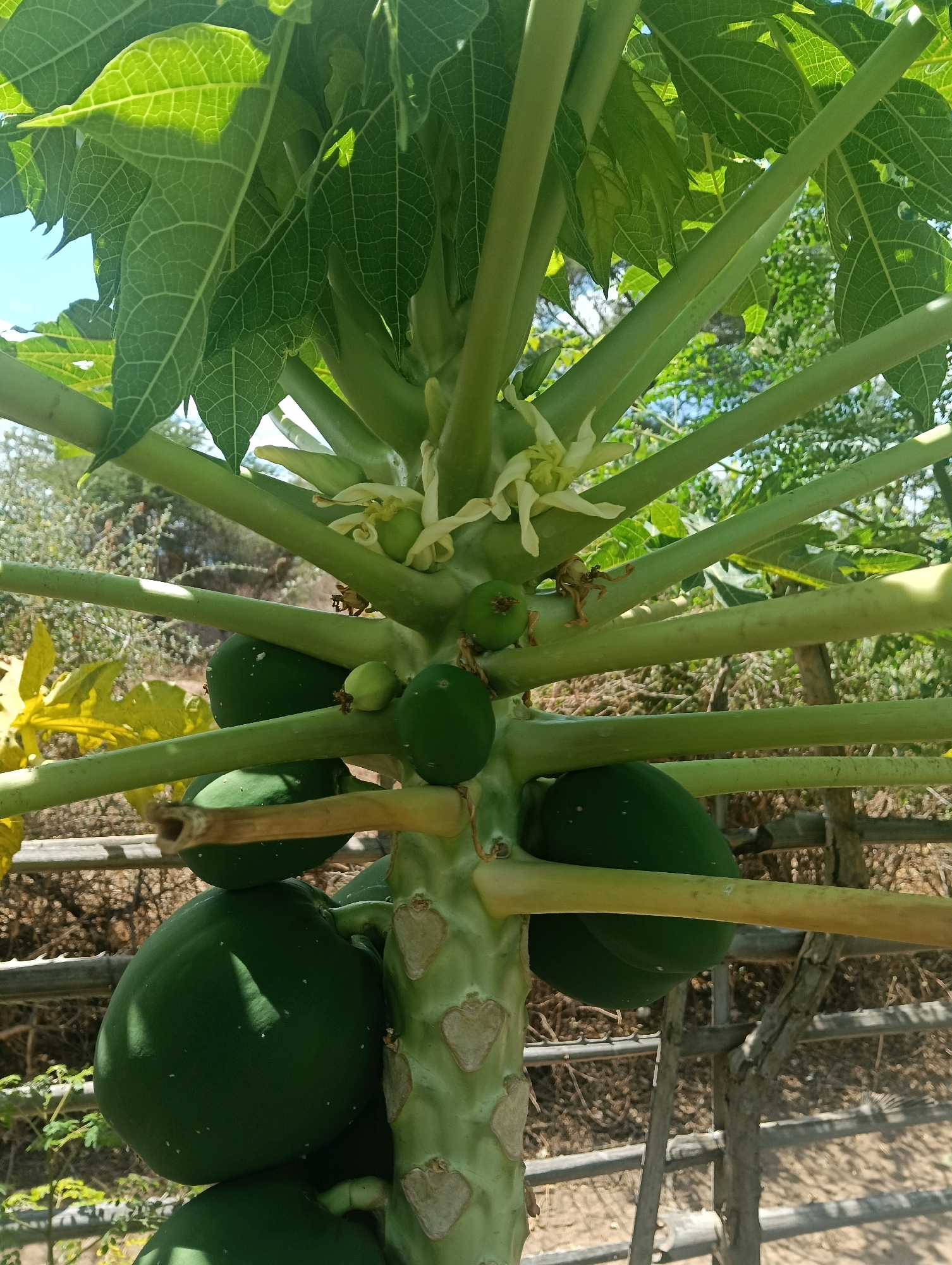 A close-up, eye-level shot captures a papaya tree trunk bearing several green papayas and white flowers. The papayas, varying in size, are clustered around the thick, light-green trunk, with some appearing to be just developing and others further along. Delicate white flowers with yellow centers are also visible, interspersed among the developing fruit. The trunk itself is rough, with visible markings and what appear to be old leaf scars. The background shows a sun-drenched, arid environment with dry earth, sparse vegetation, and a wooden fence. The light suggests it is daytime. This scene is typical of many agricultural areas in Mutitu/Kaliku Ward, Kenya, where papaya cultivation is common due to the favorable climate.