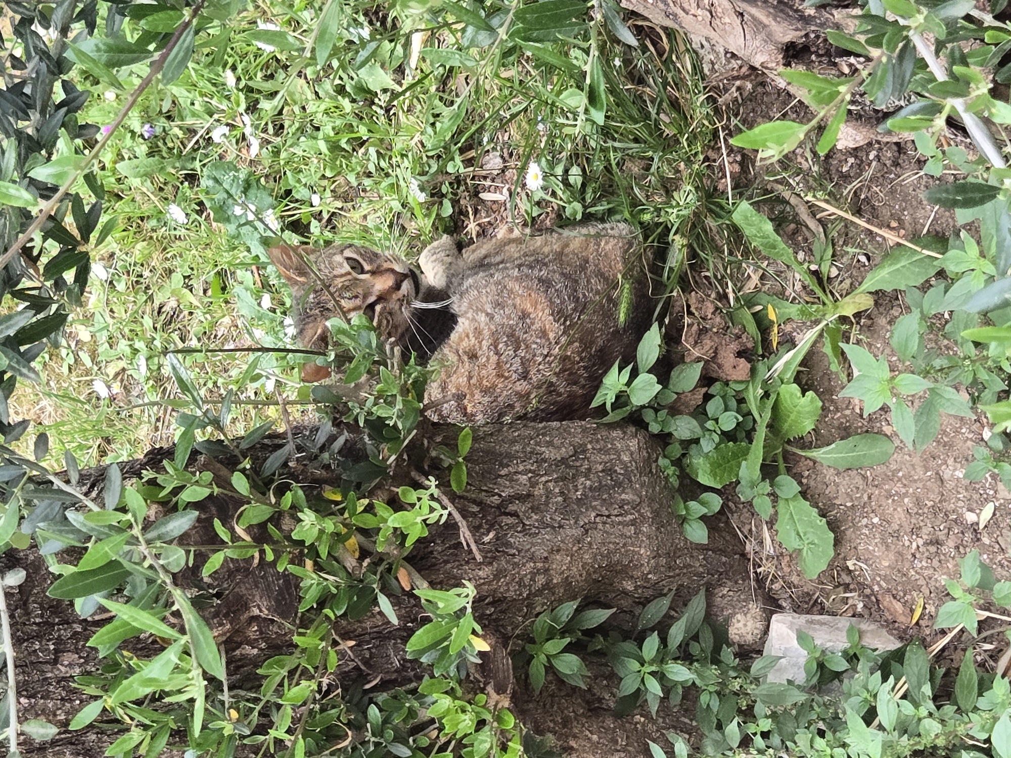 A tabby cat is lying in a garden in Radanovići, Montenegro. The cat is curled up on a log amidst green plants, grass, and small white flowers. The scene suggests a natural outdoor environment.