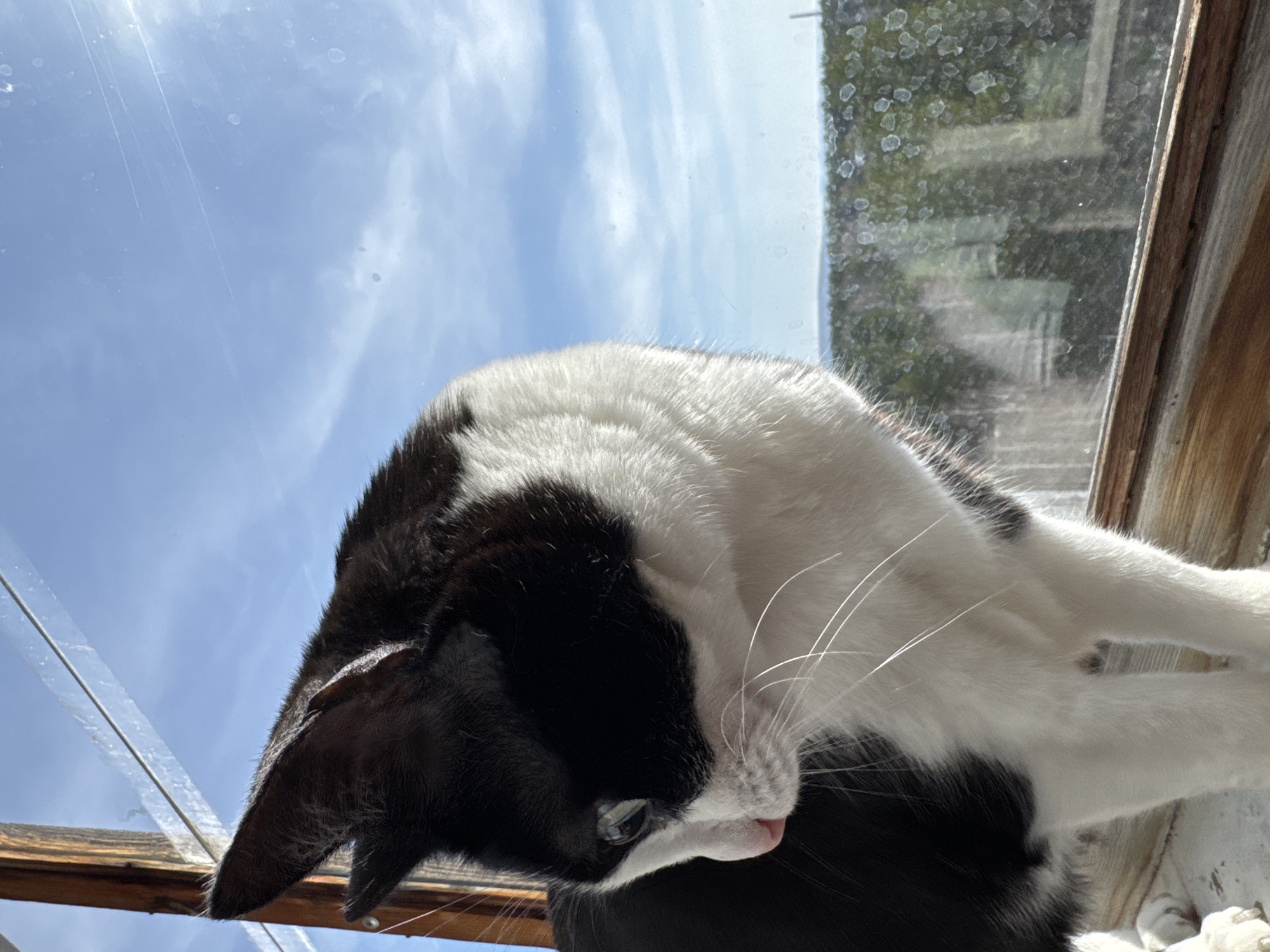 A low-angle view captures a black and white cat from below, lying on a windowsill against a backdrop of a cloudy sky. The window is slightly dirty. The location is presumed to be Chaikovsky, Russia.
