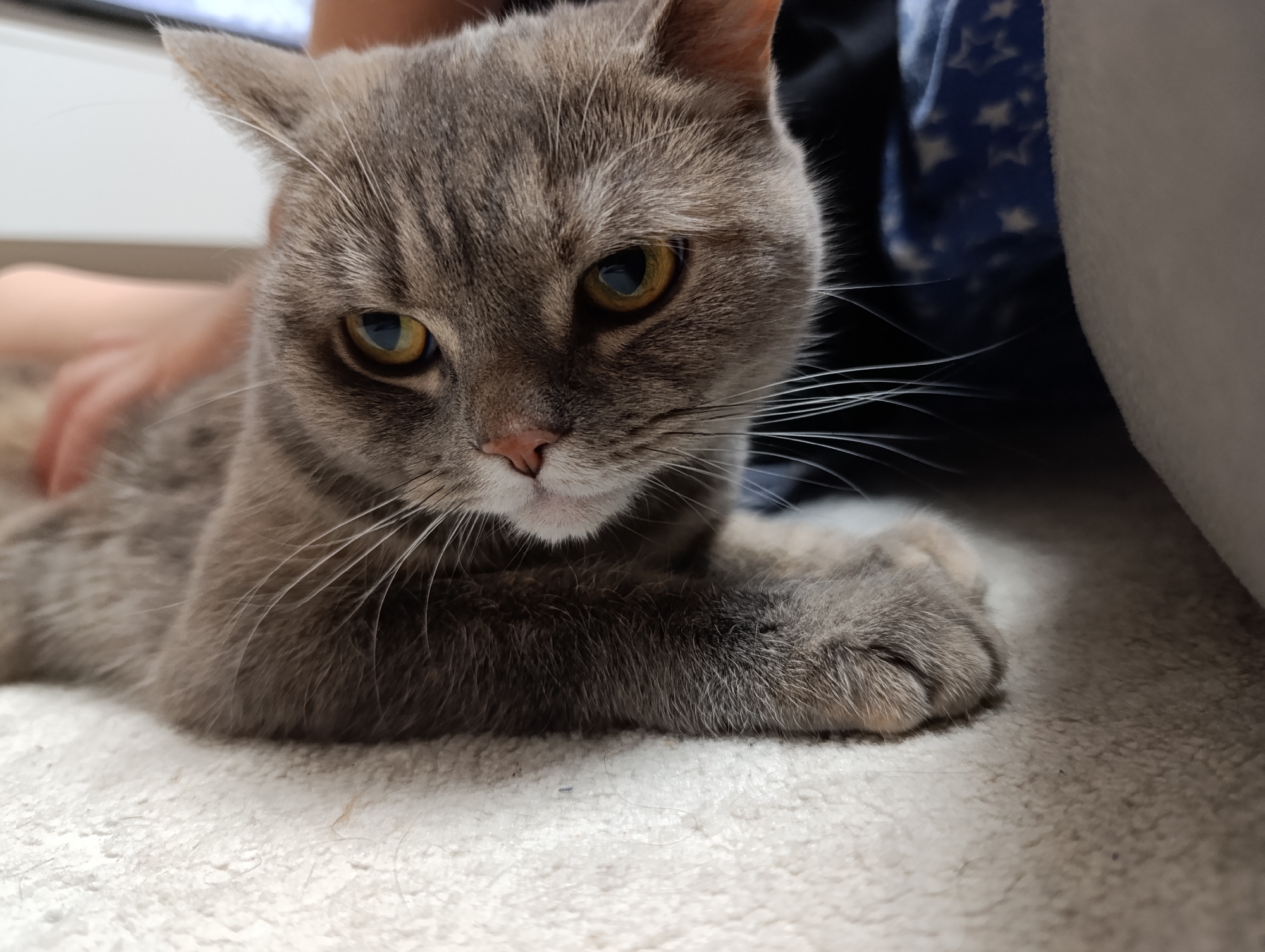 A gray, short-haired cat with yellow eyes lies on a textured, light-colored surface resembling carpet or rug. A hand is visible in the background, implying a person is present and possibly interacting with the cat. The background also shows a blurry object with blue and white star patterns. There is no information in the image indicating a location in Chaikovsky, Russia.