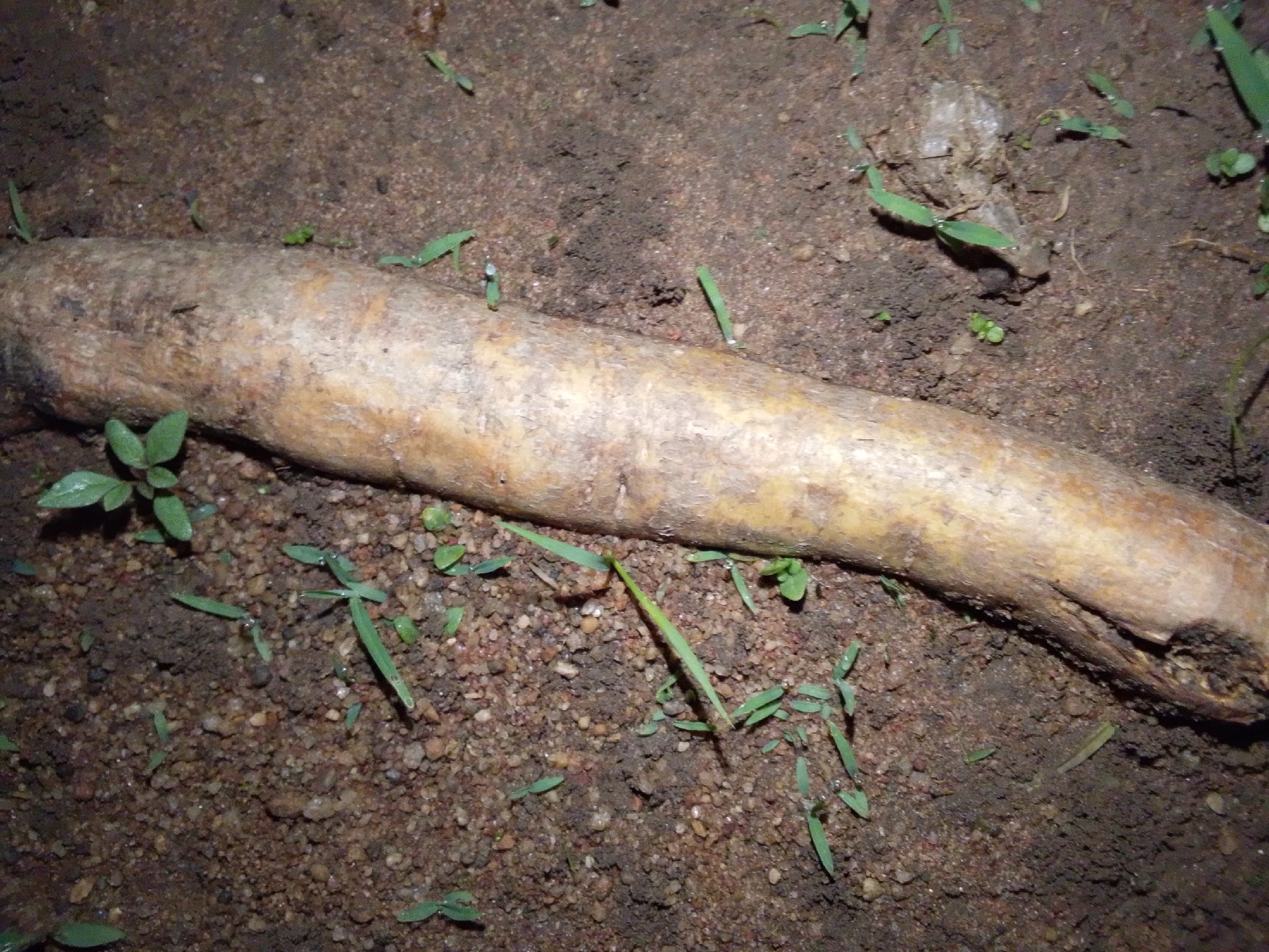 A thick, light-brown bone, possibly a femur, lies partially buried in sandy, dark-brown soil with scattered small pebbles and green sprigs of grass. The bone appears weathered and worn, with some rough texture and discoloration. The surrounding environment suggests an outdoor setting, possibly in a garden or natural area within Serti, Nigeria. There is no evidence of human presence or recent activity.