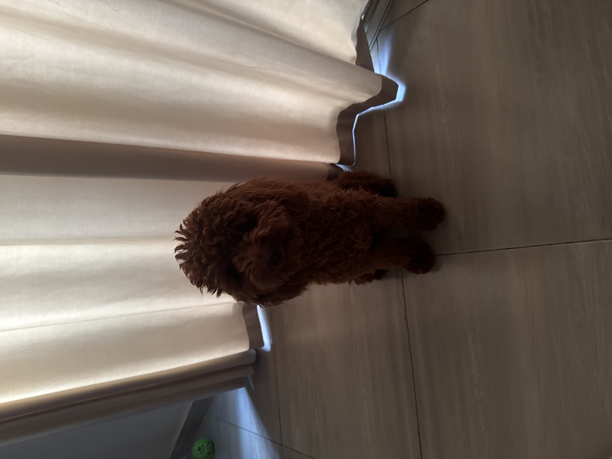 A medium-sized brown poodle is lying down on a tiled floor next to a white curtain. The location is Unknown, Unknown.