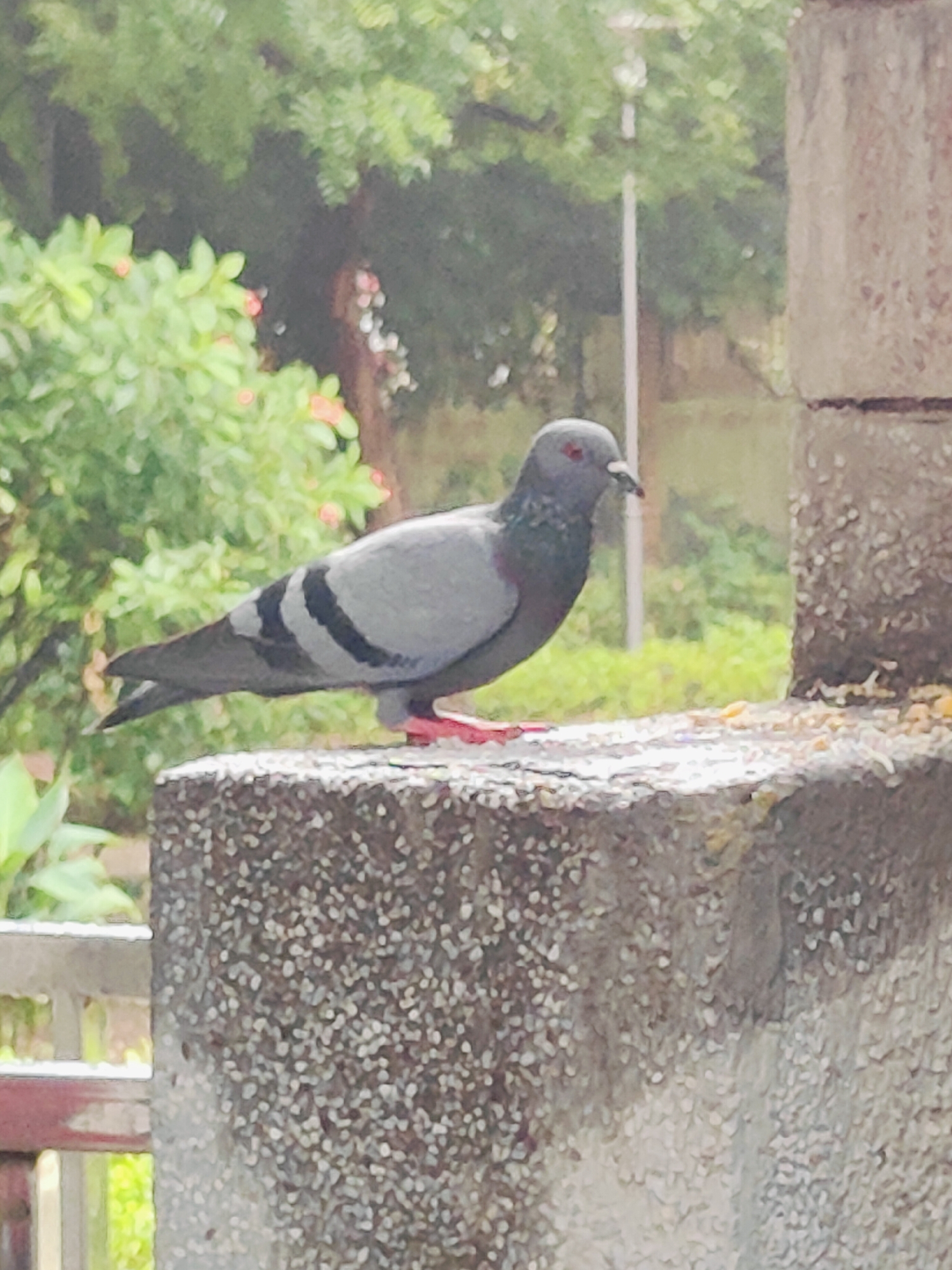 A pigeon is perched on a concrete structure. The pigeon is gray with black markings on its wings and tail. Its eyes are red. The concrete structure is rough and speckled with small stones. In the background, there are green trees and foliage, and a lamppost. The image appears to have been taken outdoors in a natural or semi-urban environment. The question does not specify any location in Gurgaon, India, so this information cannot be included.