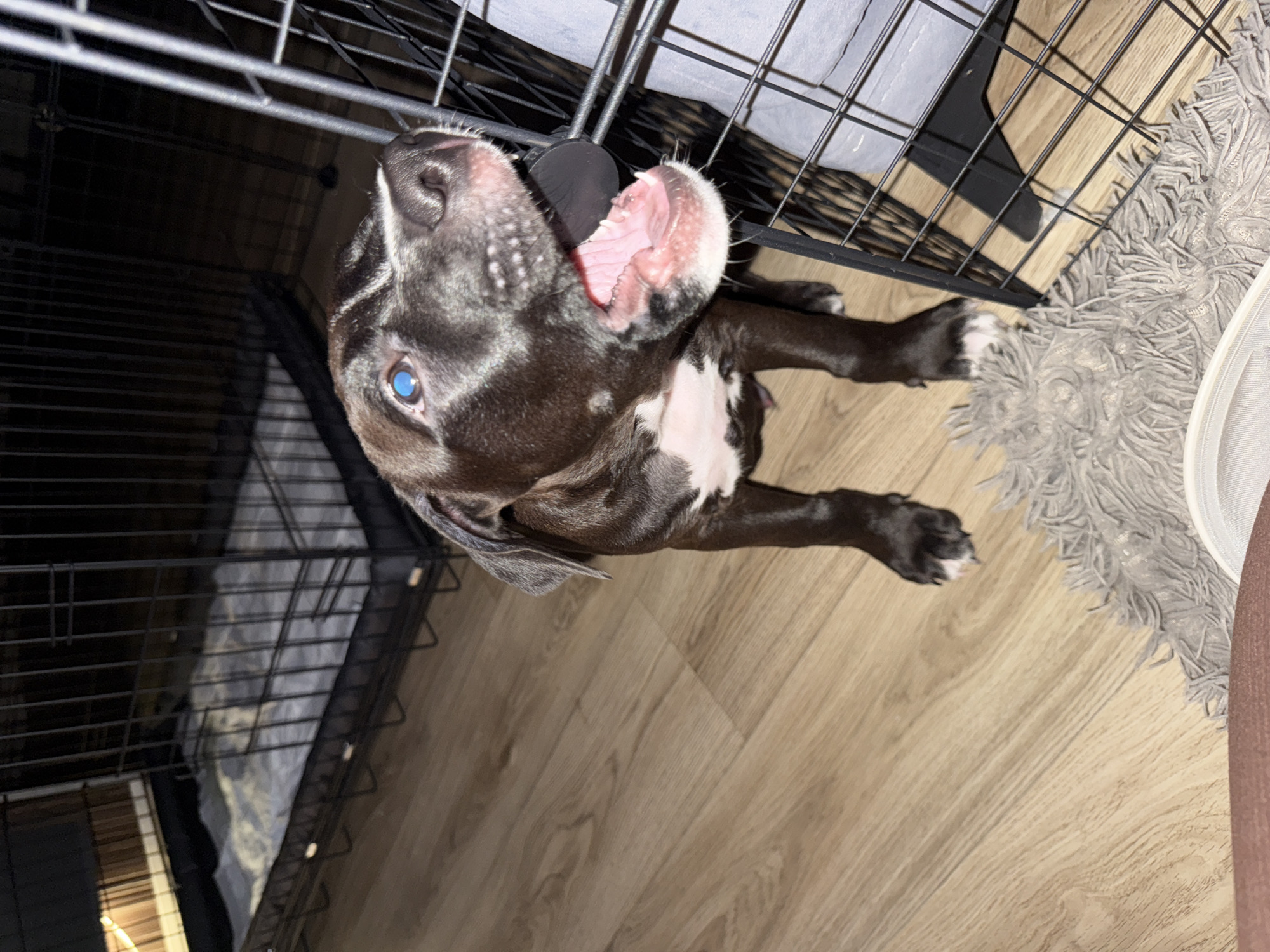 The image captures a lively dark-furred puppy in an indoor setting, likely a home in Лобаново, Russia. The puppy, possibly a mixed breed with pitbull characteristics, is seen from a low angle, looking upwards with its mouth wide open, revealing a pink tongue and small teeth. It has striking bright blue eyes and notable white markings on its chest, chin, and paws. Its head is tilted, giving an impression of curiosity or excitement, perhaps interacting with an unseen person or toy.
The background shows a light brown wooden floor. To the left and behind the dog, a black metal dog crate is partially visible. On the right side of the frame, a grey, shaggy rug adds texture to the scene, and a portion of a white or light-colored object, possibly a pet bowl or part of a bed, is also visible. The lighting is consistent with an indoor environment. The puppy's energetic posture and open mouth convey a sense of playfulness and engagement. No text is visible in the image.