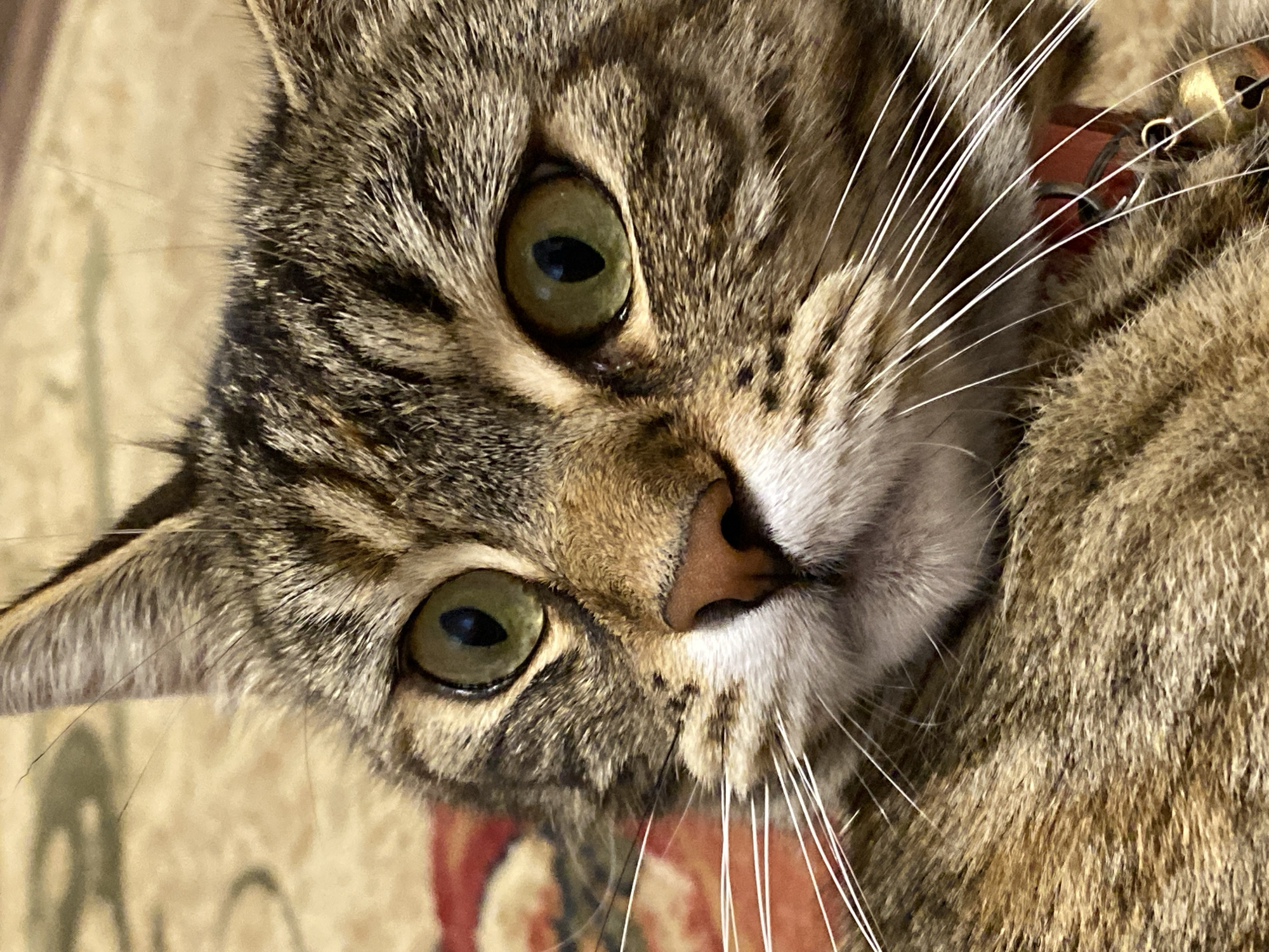 The image is a close-up, eye-level, full-frame shot of a tabby cat. The cat's head is positioned in the center of the frame, with its face turned slightly to the left. The cat has green eyes, a pink nose, and white whiskers. Its fur is a mix of brown, black, and tan stripes. The background is a blurry, carpeted surface with a red and beige pattern. A red collar with a small bell is visible around the cat's neck. The image does not contain any information about the city of Maykop, Russia.