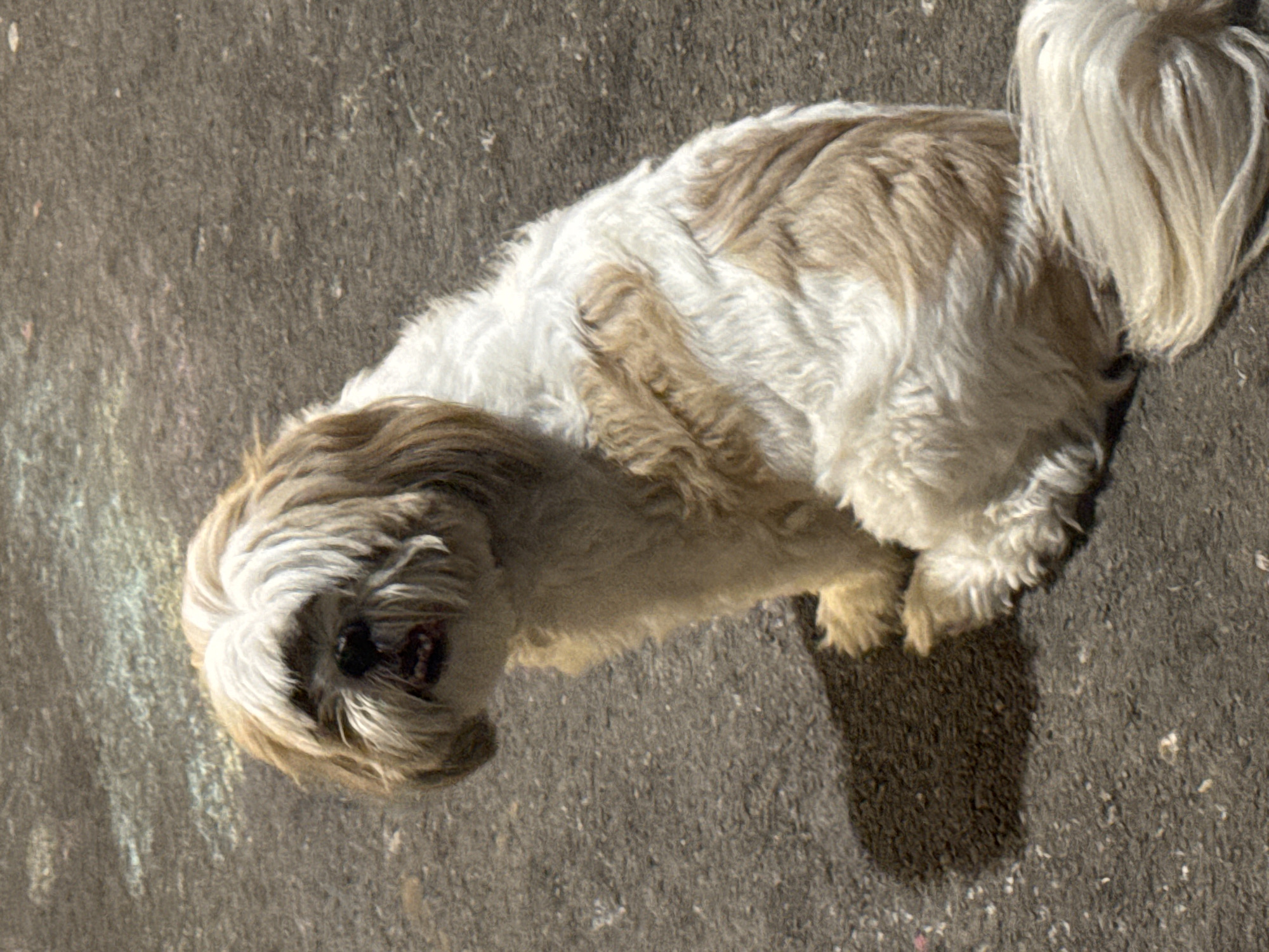 A small, long-haired dog with white and tan fur stands on a paved surface, possibly a street or sidewalk. The dog is positioned at an angle, with its head turned towards the viewer. The surface is gray and appears to be asphalt or concrete. A shadow from the dog is cast on the paved surface. The location of Bat Yam, Israel is not discernible from the image.