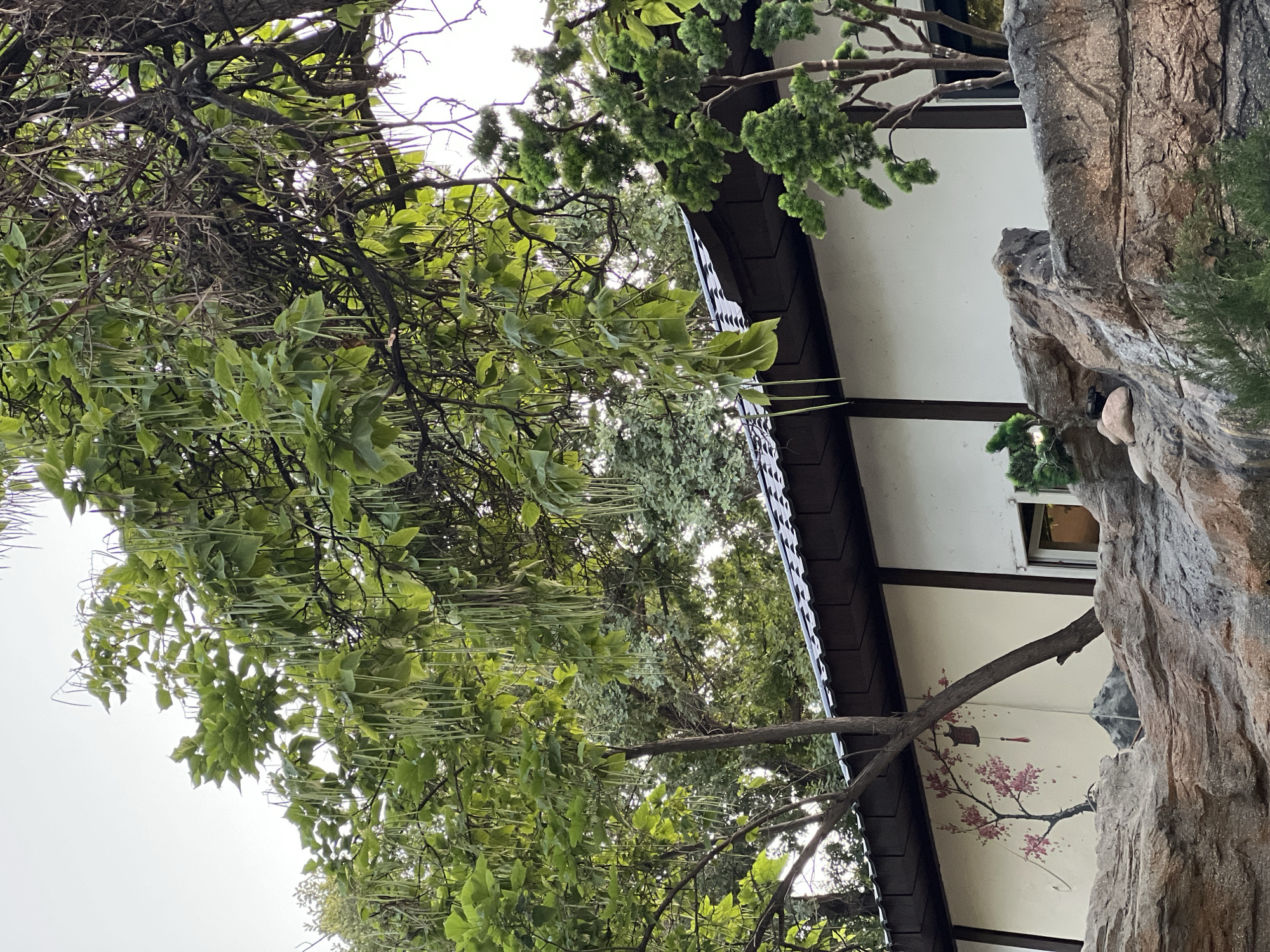 The image depicts a building with an Asian architectural style, likely a restaurant or cultural center, located in Shymkent, Kazakhstan. The building features a white facade with dark trim and a dark, tiled roof. A mural of a flowering tree with pink blossoms and a decorative lantern adorns one section of the wall. In the foreground, a rocky landscape with rough, textured stones and some greenery suggests an artificial garden or a naturalistic outdoor seating area. Trees with long, hanging seed pods are prominent in the upper portion of the image, partially obscuring the sky and the building. A small, manicured evergreen tree is visible to the right of the building, in front of the rocks. The overall impression is one of a serene and aesthetically designed outdoor space.