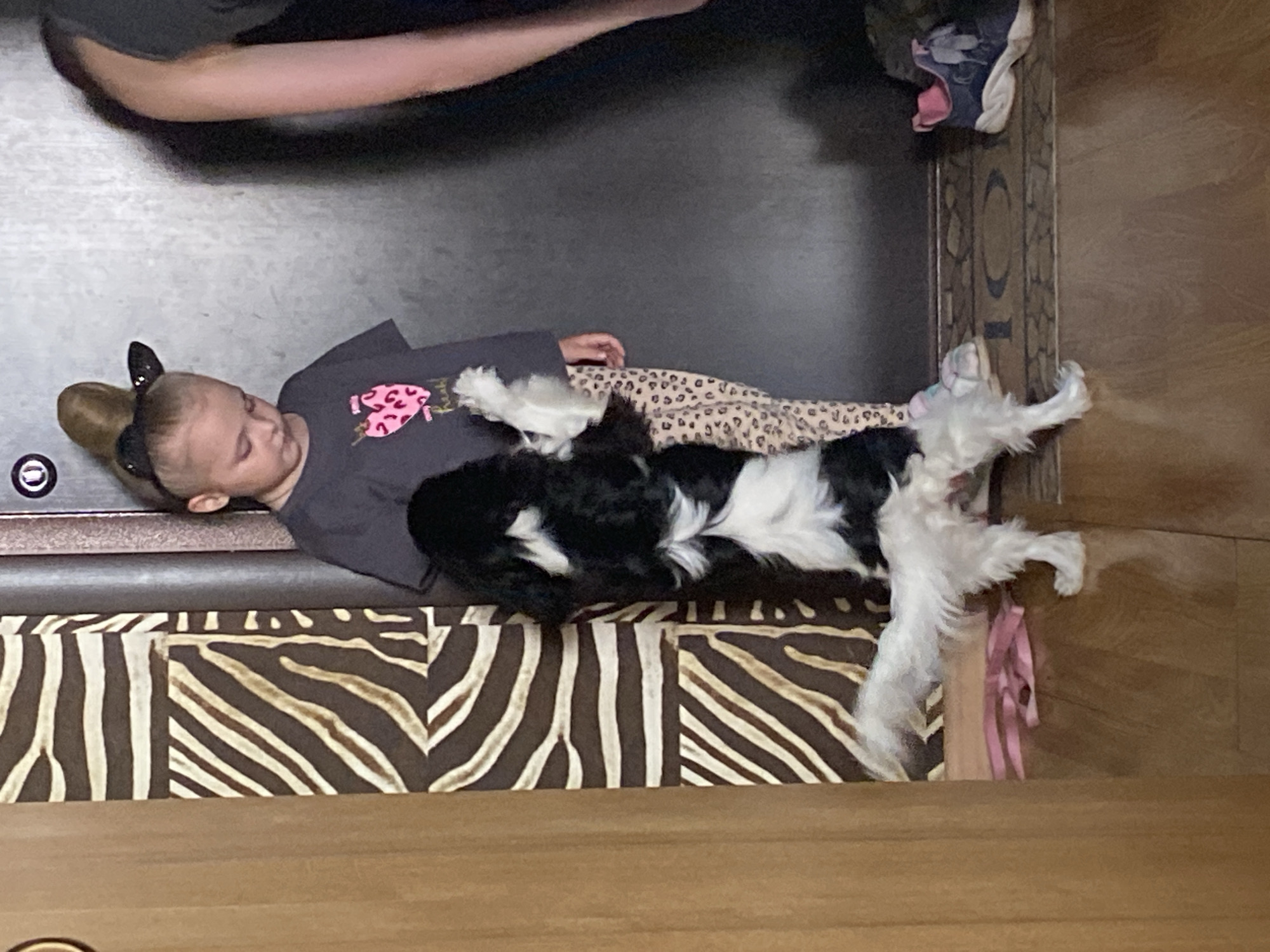 An indoor scene in Votkinsk, Russia, depicts a young girl and a small dog standing before a dark door, with an adult partially visible on the right. The girl, with light hair styled in a bun adorned with black cat-ear headbands, wears a dark grey t-shirt featuring a pink leopard-print heart graphic and light-colored leopard-print leggings. She is looking downwards at a small, black and white dog, possibly a Cavalier King Charles Spaniel, which stands on its hind legs with its front paws resting against the girl's front. To the left, a wall panel with a brown and cream zebra stripe pattern is visible, bordered by a light brown wooden door frame or wall. The dark door behind the subjects features a circular metallic fixture with a central "0" or "C" symbol. The floor is light brown wood. A dark doormat with a partial "HO" or "OME" inscription and a patterned border lies beneath the adult's blue and pink athletic shoe and extends towards the dog. A pink strap or leash is visible on the wooden floor near the dog's rear. The adult's right arm and hip area are visible on the far right, suggesting a leaning or bending posture.