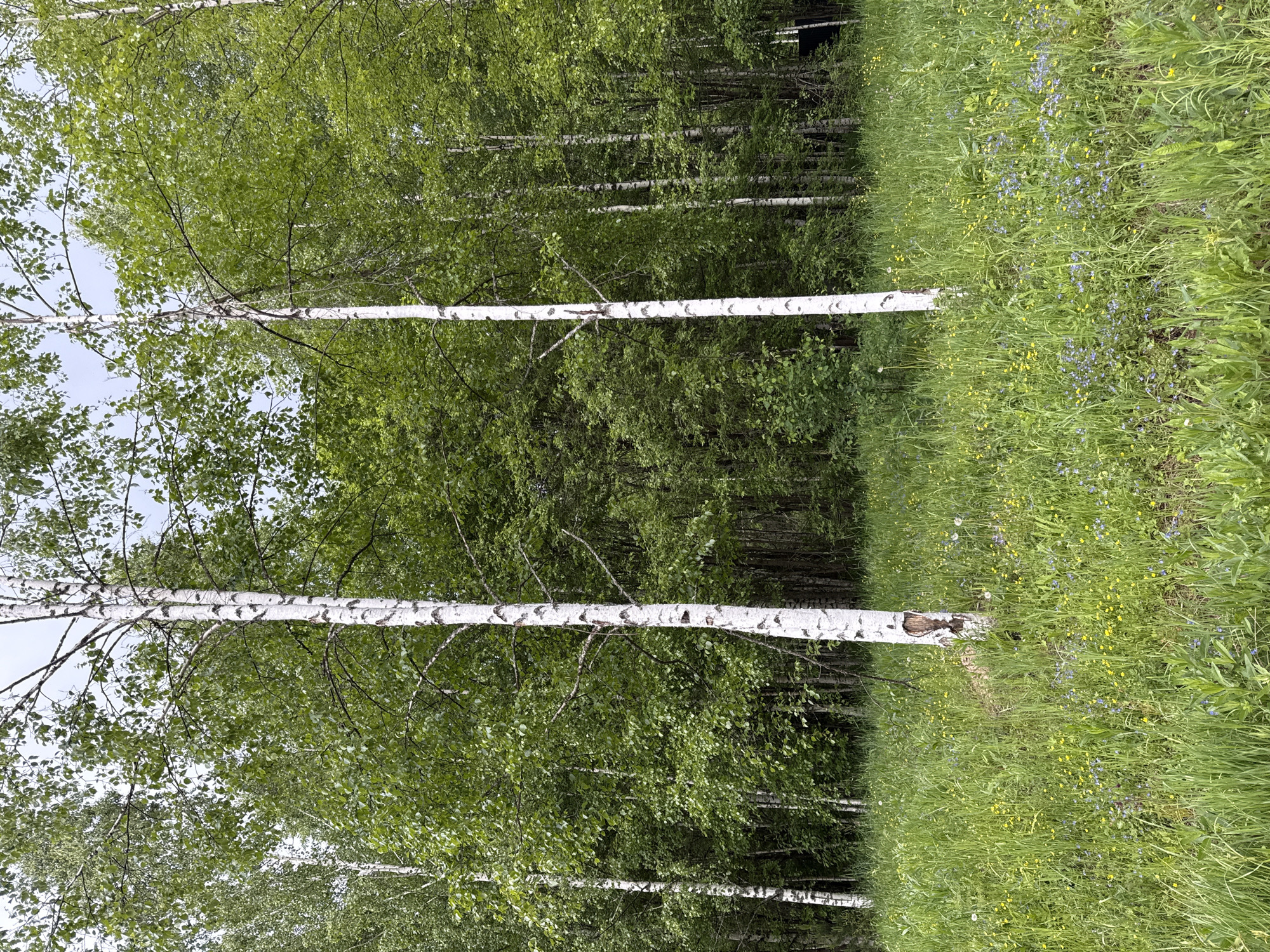 The image depicts a forest scene, likely in the vicinity of Buzhaninovo, Russia, given the location context. The primary focus is a grove of birch trees characterized by their distinctive white bark. Lush green foliage dominates the scene, both in the canopy of the trees and in the meadow-like foreground. The meadow contains tall grass and scattered wildflowers in shades of yellow and blue. The trees are densely packed, creating a sense of depth and enclosure within the forest. The sky is partially visible through gaps in the tree canopy. No people are visible in the image.
