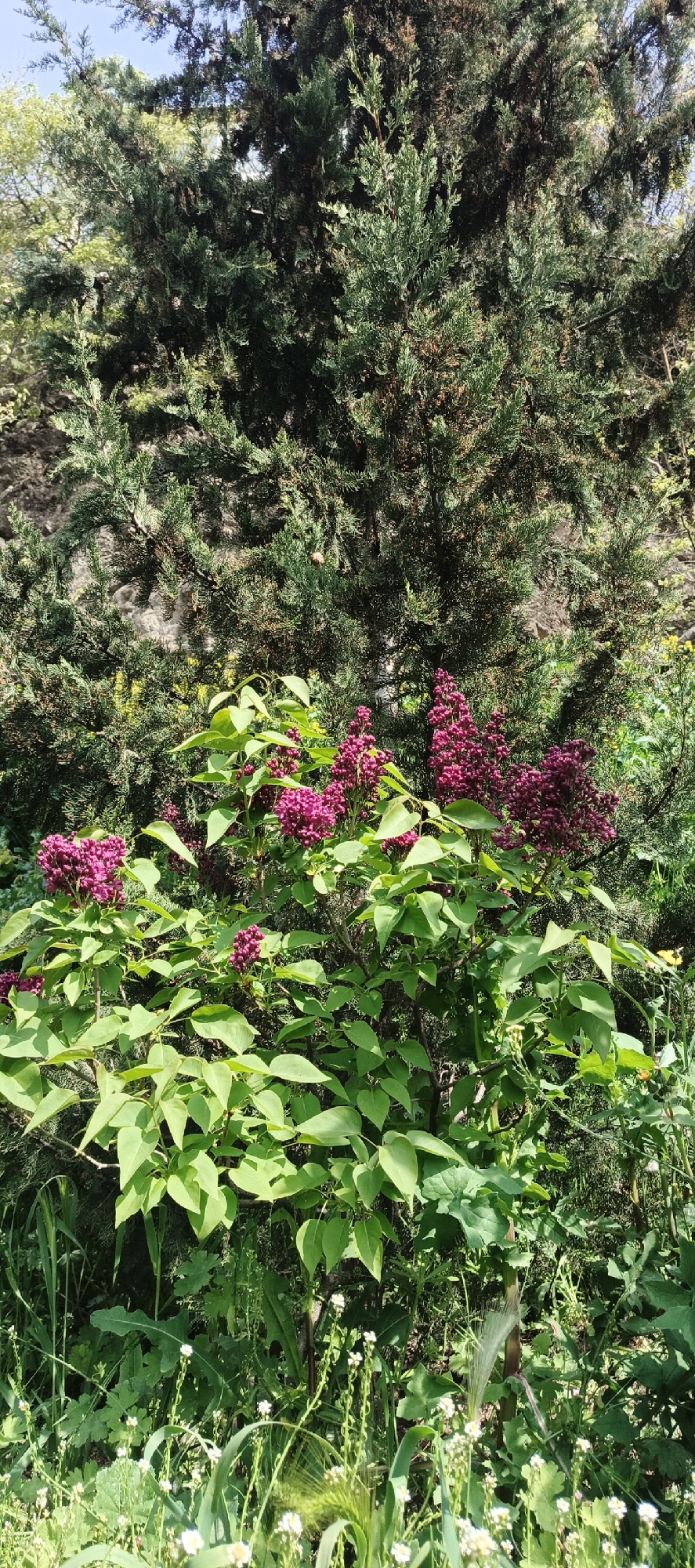 A verdant scene unfolds in Tbilisi, Georgia, featuring a vibrant lilac bush in full bloom. The lilac, adorned with clusters of deep purple flowers and lush green leaves, is the focal point. Behind the lilac, a tall evergreen tree provides a backdrop with its dense, dark green foliage. The ground is covered in a mix of grasses and wildflowers, adding to the natural setting. The scene is bathed in daylight, suggesting a pleasant, sunny day.