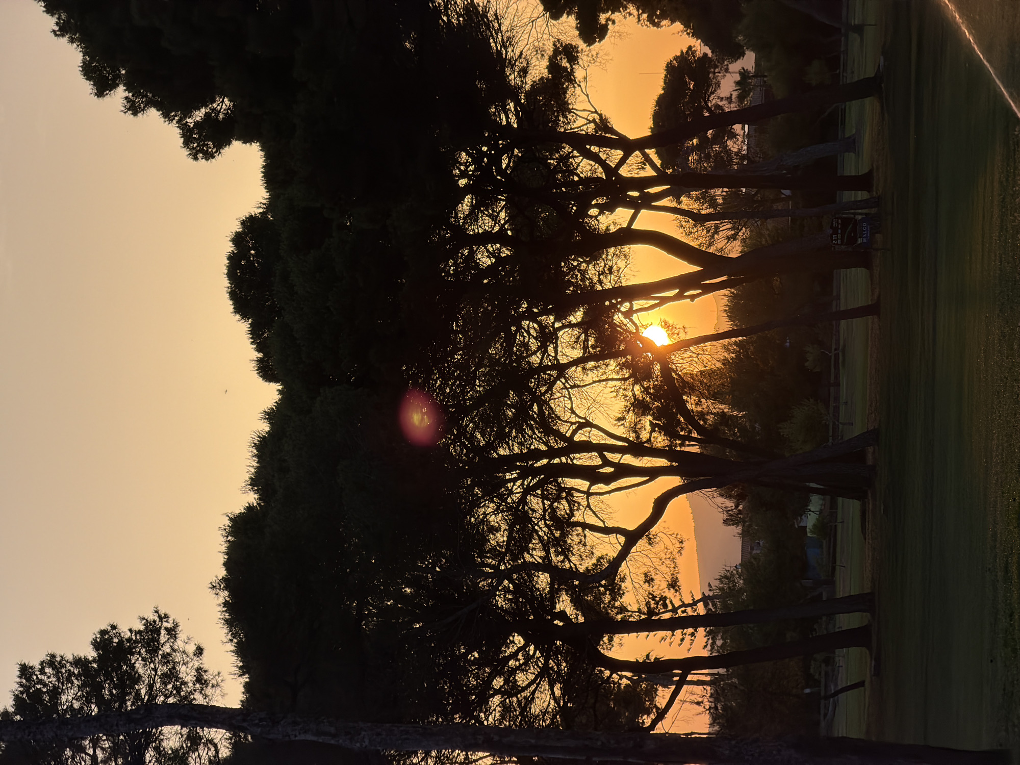 The image depicts a sunset viewed through the silhouetted branches of trees, likely in a park or golf course setting in Grao, Spain. The sky is a warm gradient of orange and yellow, indicating late evening or early morning. The sun is partially obscured by the tree branches, creating a dramatic silhouette and a lens flare.
The foreground is dominated by the dark shapes of trees with gnarled branches, their foliage dense and casting deep shadows. A well-manicured lawn, typical of a golf course, is visible to the right, with a subtle sheen from what appears to be a sprinkler. In the mid-ground, more trees are visible, as well as some distant structures and vegetation. A small sign with some text is also present, though illegible. The overall mood is serene and tranquil, evoking the quiet beauty of twilight. The warm hues of the sunset and the natural elements suggest a peaceful, outdoor environment.