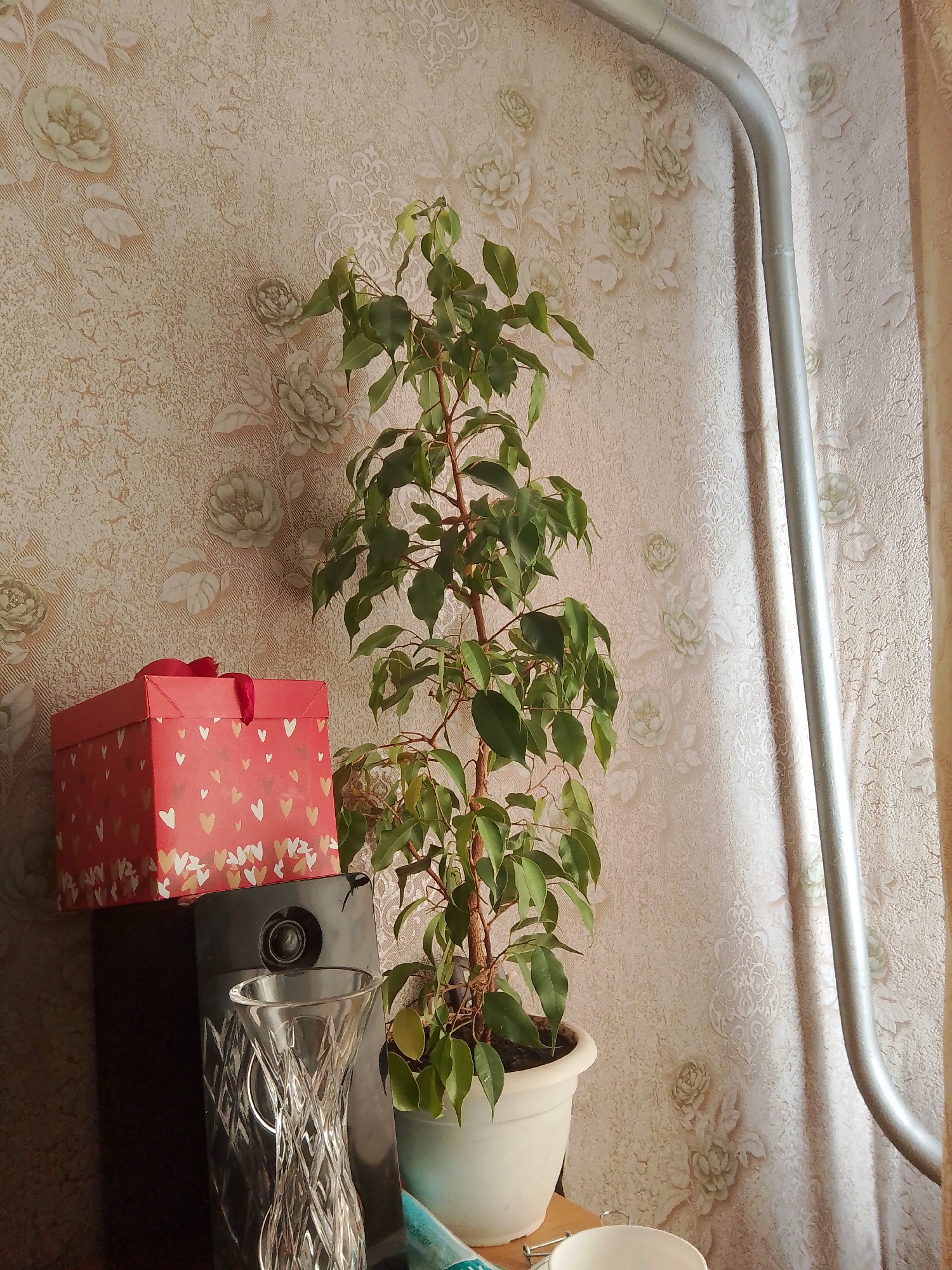 In a room in Роўкавіцкі сельскі Савет, Belarus, a potted ficus tree stands on a wooden surface next to a black speaker and a decorative red gift box. The gift box is adorned with small hearts. A clear glass vase with an intricate pattern is placed in front of the speaker. Behind these objects, the wall is covered with textured wallpaper featuring a floral pattern of light-colored roses and swirling designs. A silver pipe runs vertically along the right side of the wall, partially obscuring a beige curtain. The lighting suggests it is daytime, with light entering from the right.