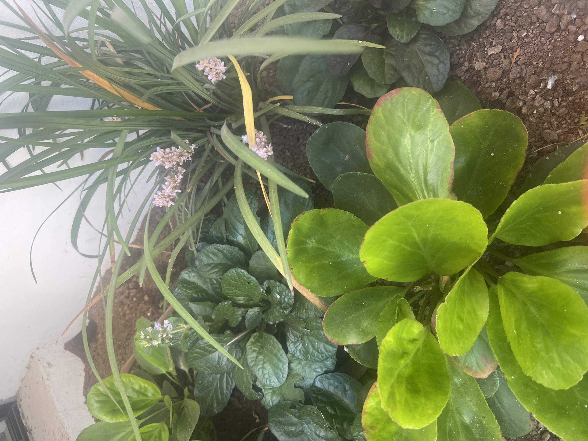 The image displays a close-up, top-down view of a variety of green plants in a garden setting. The plants are diverse in leaf shape and texture. On the left, there are long, slender, grassy leaves with some small clusters of pale purple flowers. A single yellowed leaf is also visible among the green ones. In the center and right of the image, larger, rounded, glossy green leaves are prominent. Some of these larger leaves have reddish-brown edges. The ground beneath the plants appears to be composed of small, dark gravel. The lighting suggests it might be daytime, possibly overcast or with diffused sunlight, as there are no harsh shadows. The overall impression is one of lush, natural greenery. There is no visible text in the image. The location context is Hof HaCarmel Regional Council, Israel, suggesting an outdoor environment in this region.