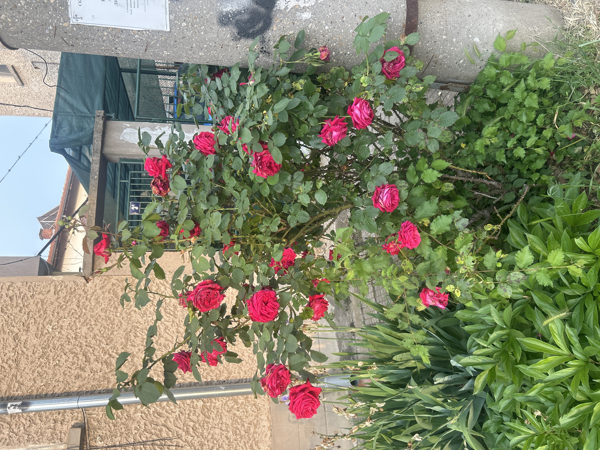The image shows a rose bush with red roses growing next to a building in Pleven, Bulgaria. The building has a concrete wall and a window with bars. There are also some other plants and grass growing around the rose bush. The scene is outdoors in daylight. There are some dried white leaves next to the bush, on the bottom right corner.
