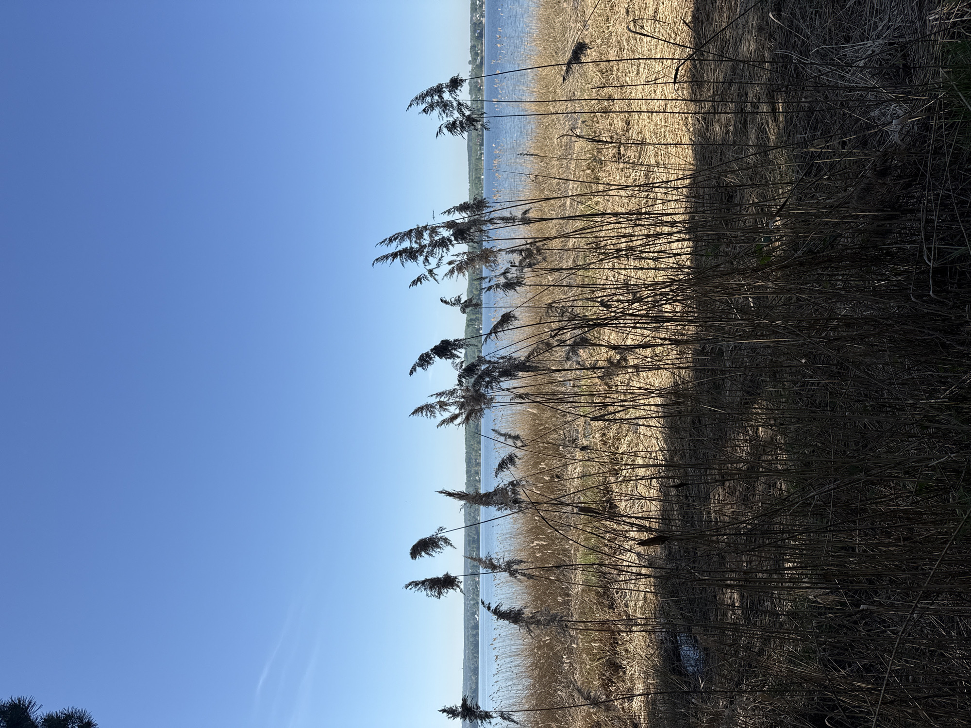 The image depicts a lakeside scene in Votkinsk, Russia. The sky is clear blue. Dominating the view are tall, dry reeds or grasses, both in sunlight and shadow. Beyond the reeds is a body of water, likely a lake or reservoir, with a distant shoreline visible. Buildings are faintly discernible on the opposite shore. The image is taken during the day, evidenced by the sunlight and shadows. There are no people visible.