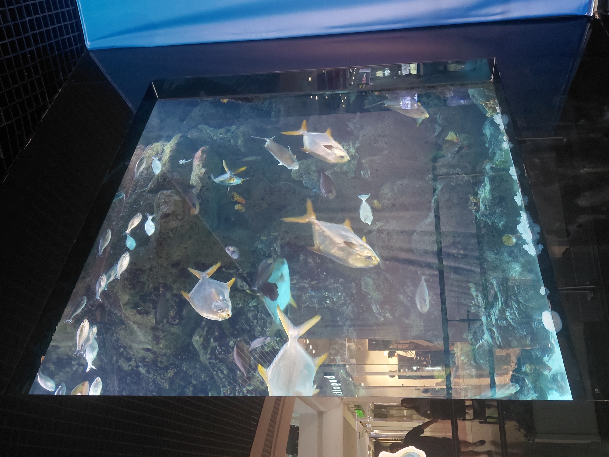 The image displays a large, tall, rectangular glass aquarium situated within an indoor public space, specifically identified as the Gulliver Shopping Mall in Kyiv, Ukraine, based on the mirrored "qupotti" store reflection on the glass.
The aquarium dominates the center-right of the frame, extending from near the dark, reflective floor to almost the dark, grid-patterned ceiling. Its interior features a constructed reef environment with varied rock formations and substrate. Numerous fish populate the tank; prominent species include several large, flat, silvery-gold fish with yellow fins, resembling Pompanos, actively swimming at various depths. One such large fish is clearly visible in the bottom-center. Other smaller, elongated silvery fish are observed schooling in the upper-mid sections, alongside darker, less defined fish amongst the rocks. A slender white fish is visible near the bottom-left of the tank.
Reflections on the left side of the aquarium glass reveal a brightly lit retail store, including its display windows and the mirrored signage "ittopuq" (reading "qupotti" when un-mirrored). In the foreground of these reflections, a person in a dark top and light-colored shorts or trousers walks from left to right. Behind them, another person, with dark hair, is visible pushing a stroller or cart. Further back within the reflected store, several indistinct figures are present.
Architectural elements include a light-colored wall with horizontal slats on the far left, bordering the mall walkway. To the immediate right of the aquarium, a distinctive, vertical, bright blue padded or paneled structure runs from bottom to top. The entire scene is artificially lit, characteristic of an indoor commercial environment.