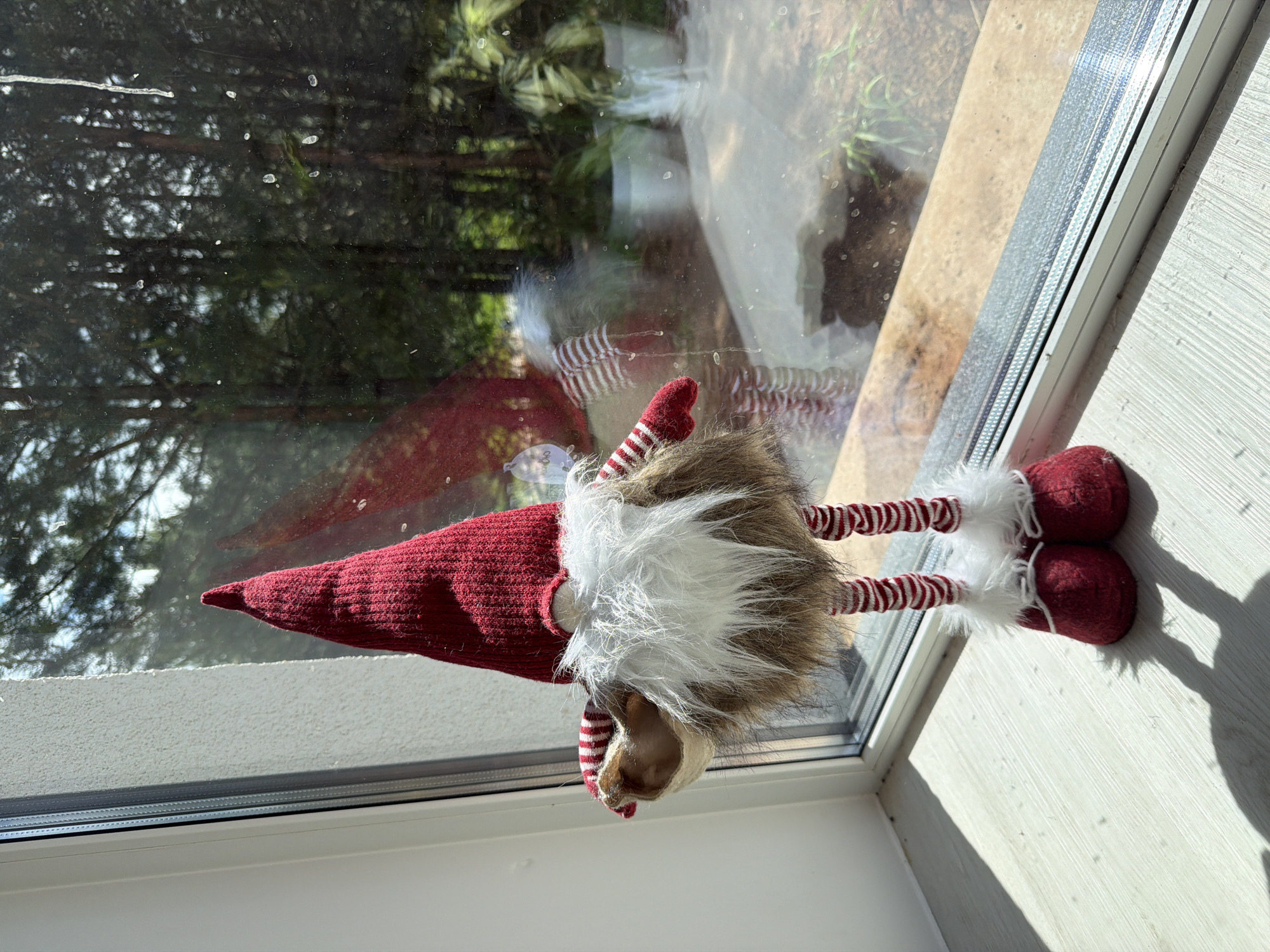An image, captured with a slight rotation to the right, displays a festive decorative gnome positioned on an interior window sill. The gnome is characterized by a long, red knitted pointed hat, a large white fluffy beard, a light brown furry body, and two striped red and white legs with red shoes adorned with white fur trim.
Through the window behind the gnome, a natural outdoor environment is visible. This includes the dark green foliage of several trees, likely conifers, and a glimpse of what appears to be ground or garden. The window pane itself is speckled with small dust or water marks and shows clear reflections, including a distorted reflection of the gnome's red hat and other elements of the surrounding space.
The interior elements of the image show a white window frame and a light-colored, textured window sill or wall. Strong, bright sunlight illuminates the scene, casting distinct shadows, such as those from the gnome's feet, onto the sill, indicating a clear and sunny day. There is no visible text in the image. This scene is located in Chaikovsky, Russia.