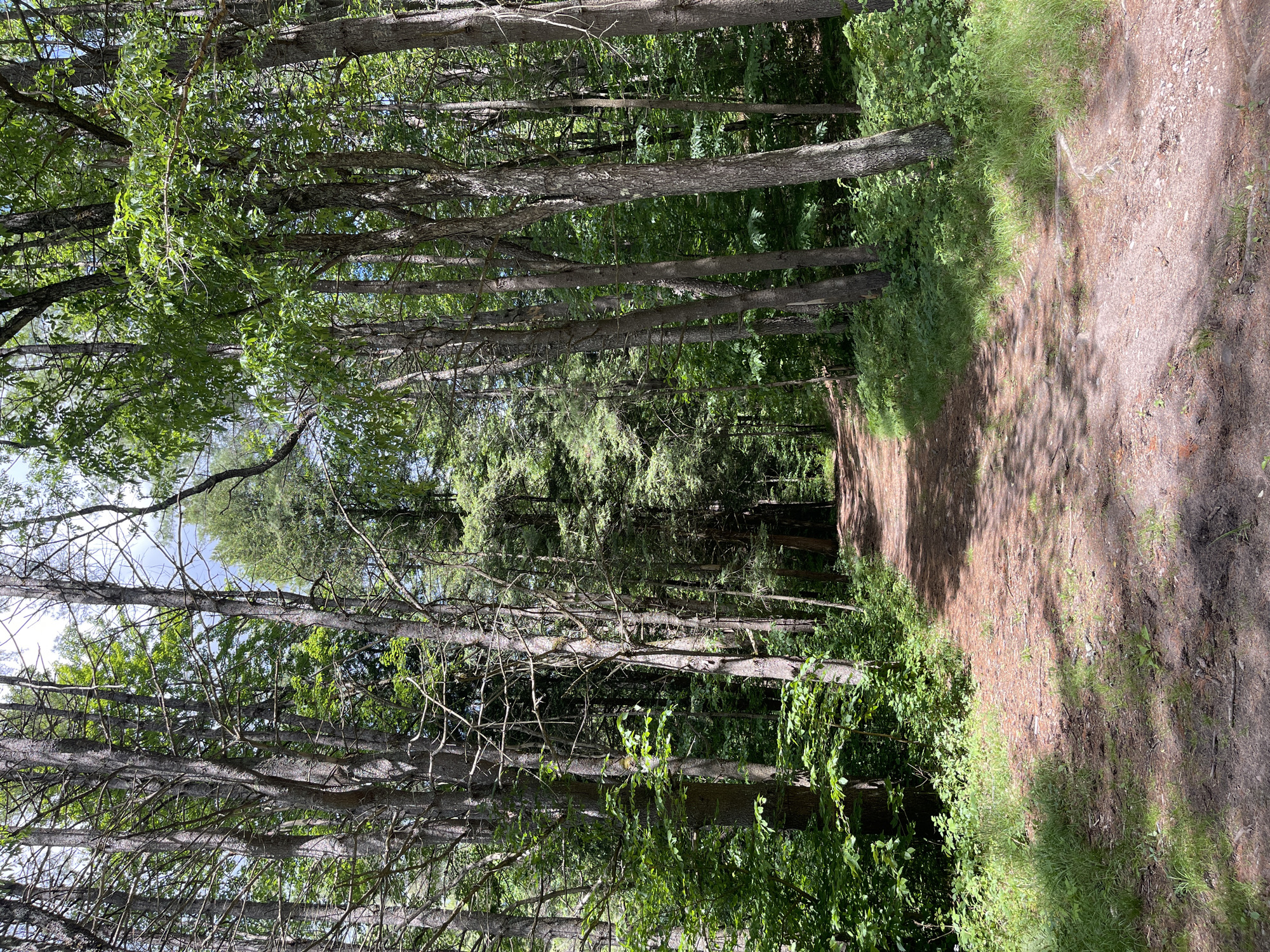 The image shows a dirt path winding through a dense forest. Tall trees with thick trunks and green foliage line both sides of the path, creating a shaded canopy. Sunlight filters through the leaves, casting dappled shadows on the path and the forest floor, which is covered in pine needles, small stones, and scattered twigs. The path appears well-trodden and leads into the distance, suggesting a hiking or walking trail. The environment is natural and appears to be in a rural or wilderness area. The image does not contain any people or animals. Based on visual cues, the scene is consistent with a forest environment in Greig, United States.