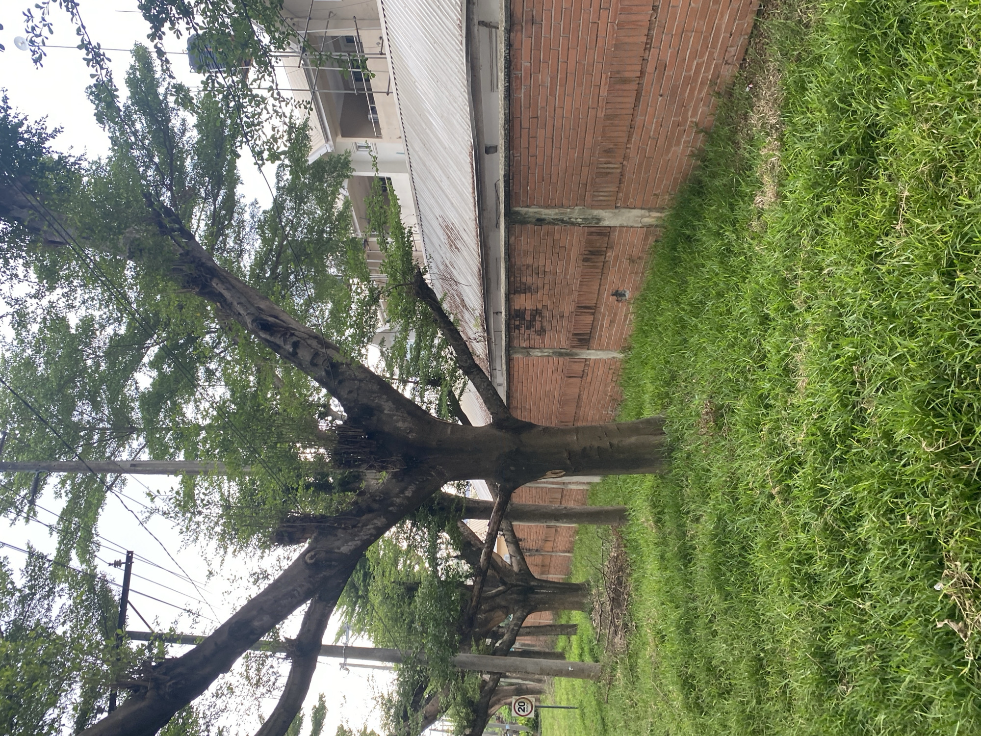 The image depicts a row of mature trees lining a street. The trees have thick trunks and expansive canopies of green leaves, partially obscuring a building with a brick facade and a corrugated metal roof. The ground is covered with dense green grass. A speed limit sign is visible. The location appears to be a residential or suburban area.