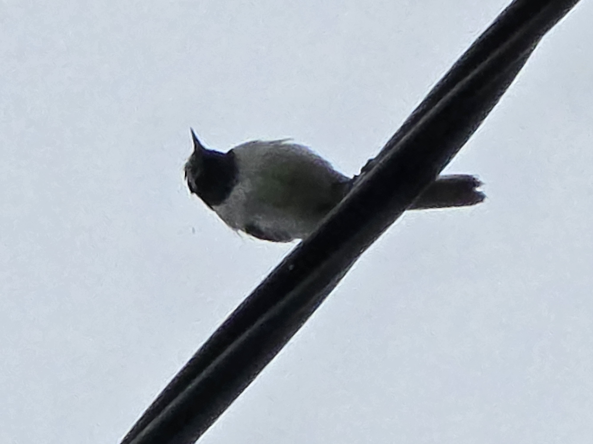 A small bird with a dark head and lighter body perches on a thick black wire against a pale sky. The bird is silhouetted and facing to the right, with its beak pointed upwards. The wire is angled across the frame. The environment is an outdoor setting, possibly in the city of Ермолаево, Russia, given the presence of overhead wires. The sky is overcast, providing diffused lighting.