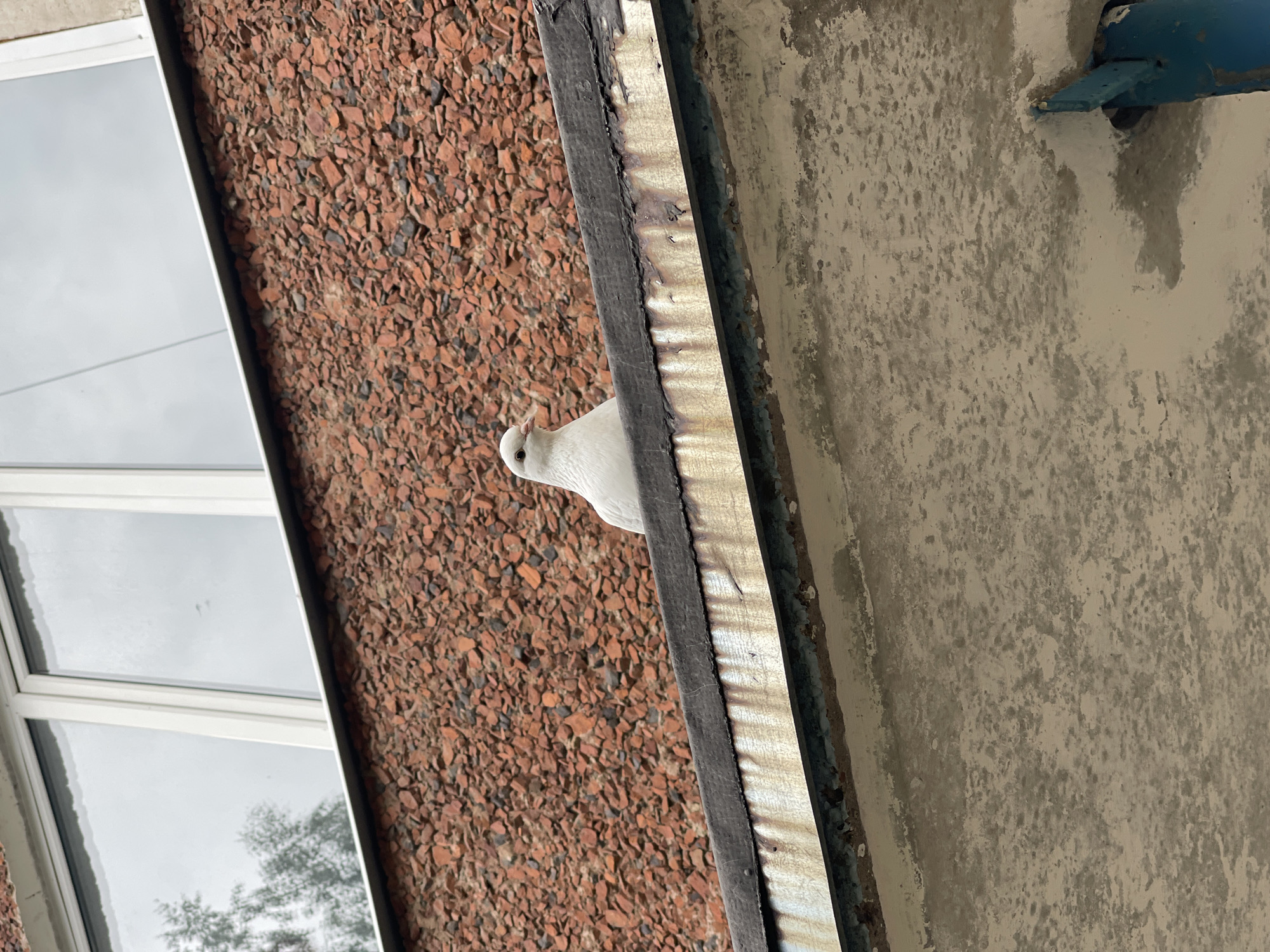 A white pigeon is perched on the edge of an overhang on a building. The building has a textured, reddish-brown facade and a large window at the top. The overhang itself is weathered, with peeling paint and signs of rust. The lower part of the image shows a concrete surface with a blue metal support. The scene appears to be outdoors, possibly in an urban environment. The location is identified as Izhevsk, Russia.
