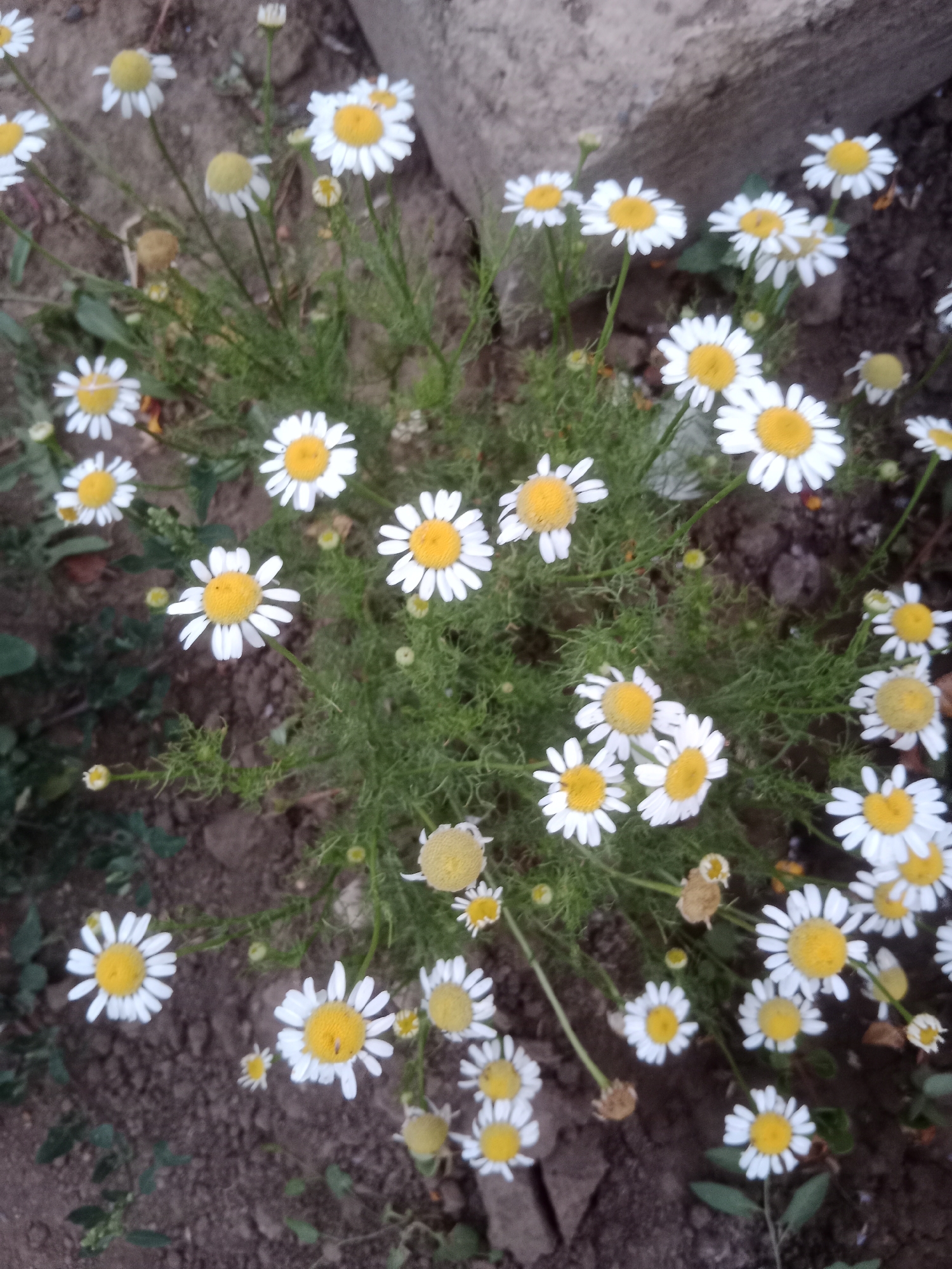 The image shows a cluster of white chamomile flowers with yellow centers, growing in a patch of soil. The flowers are in various stages of bloom, with some fully open and others still budding. The background consists of dark soil and some greenery, likely other plants or grass. There is also a rough, textured surface in the upper right corner, possibly a stone or concrete structure. The lighting suggests it is daytime, possibly overcast or late afternoon, as there are no strong shadows. The location is identified as Makariv rural district, Kazakhstan.