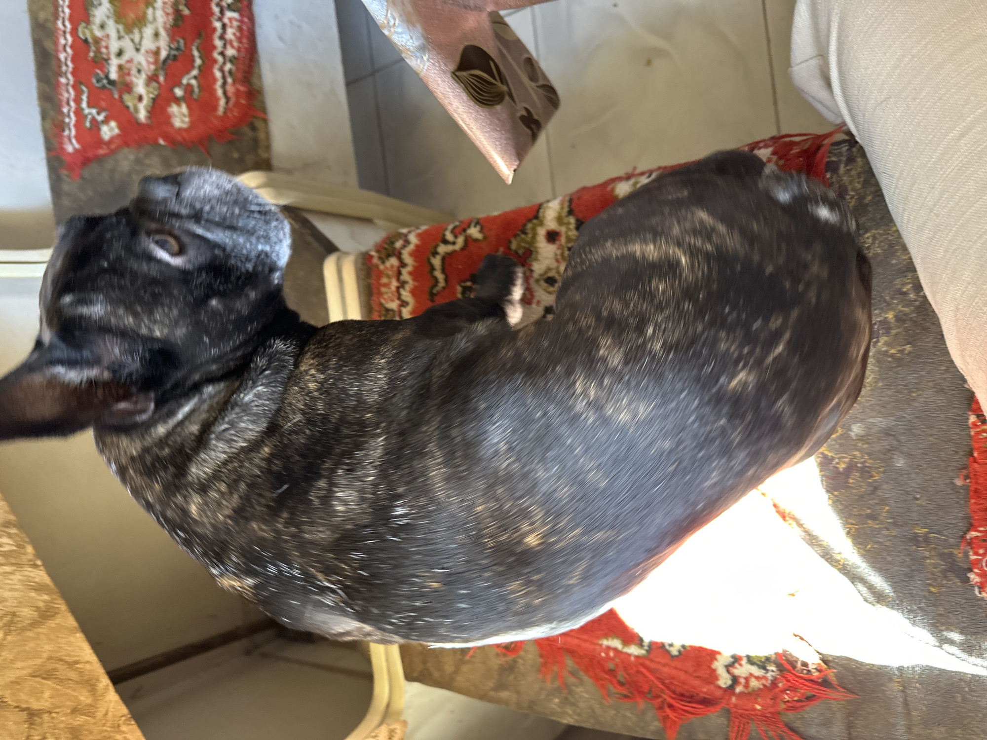 A brindle French Bulldog is seated on a red patterned rug atop a wooden chair. The scene is indoors with a tiled floor visible. Parts of furniture, including a sofa and a table with a floral-patterned surface, are also present. It is not possible to discern the location as Yerevan, Armenia from the image.
