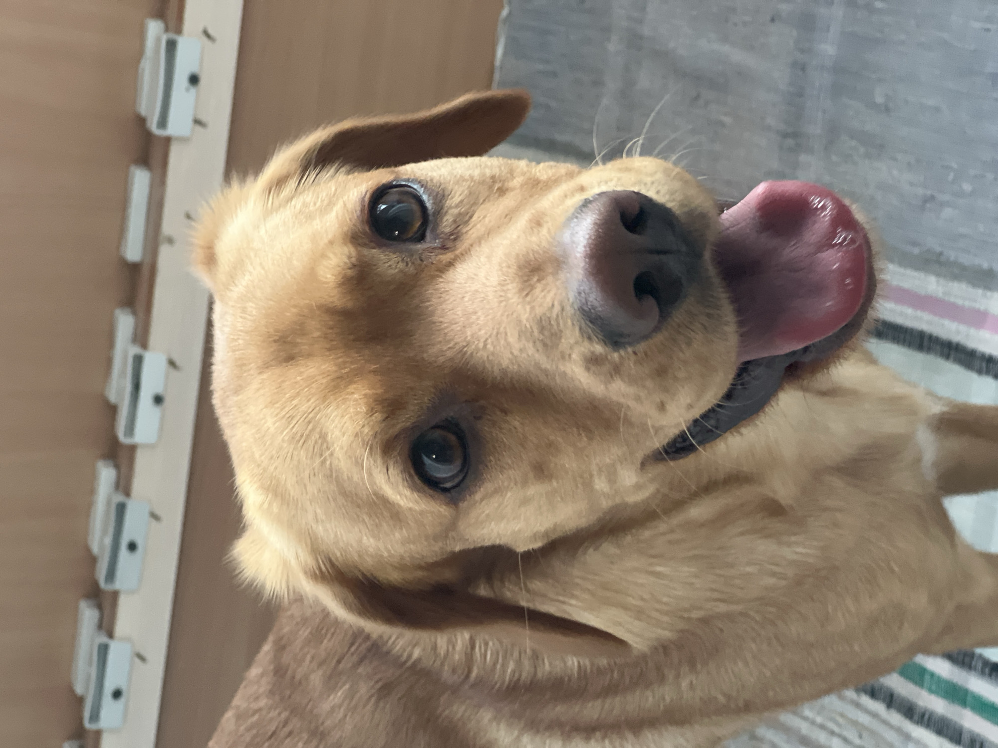 A close-up, slightly rotated image shows a golden labrador retriever. The dog is looking up with its tongue hanging out. It is wearing a black collar. The background includes a wooden wall with white hooks and a striped surface. No people are visible. The location is not determinable to be Chaikovsky, Russia.