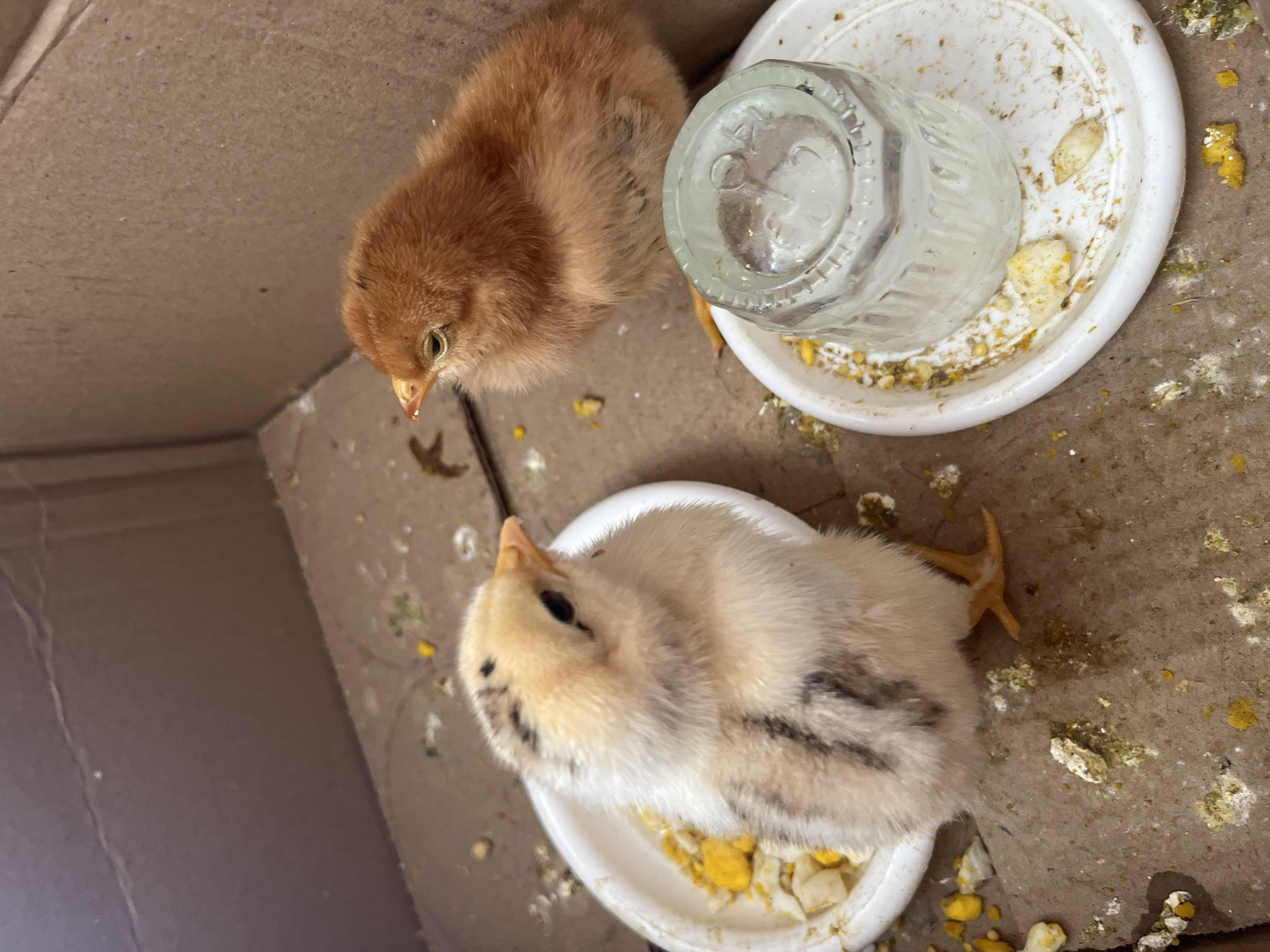 The image depicts two young chicks inside a cardboard box. One chick, predominantly light yellow with dark gray stripes on its back and wings, stands in a white dish containing crumbled yellow and white material, likely food. The other chick, a reddish-brown color, is positioned to the right of the first. Between the chicks and slightly to the right of the reddish-brown chick is a small, clear glass, also in a white dish, which appears to be a water dispenser. The floor of the box is made of corrugated cardboard and is scattered with specks of food and what appears to be bird droppings. The background is the brown interior of the cardboard box. The image is taken from a high angle, looking down into the box. There is no indication of the location being in the city of Большой Гондыр, Russia, or any other specific geographic location.