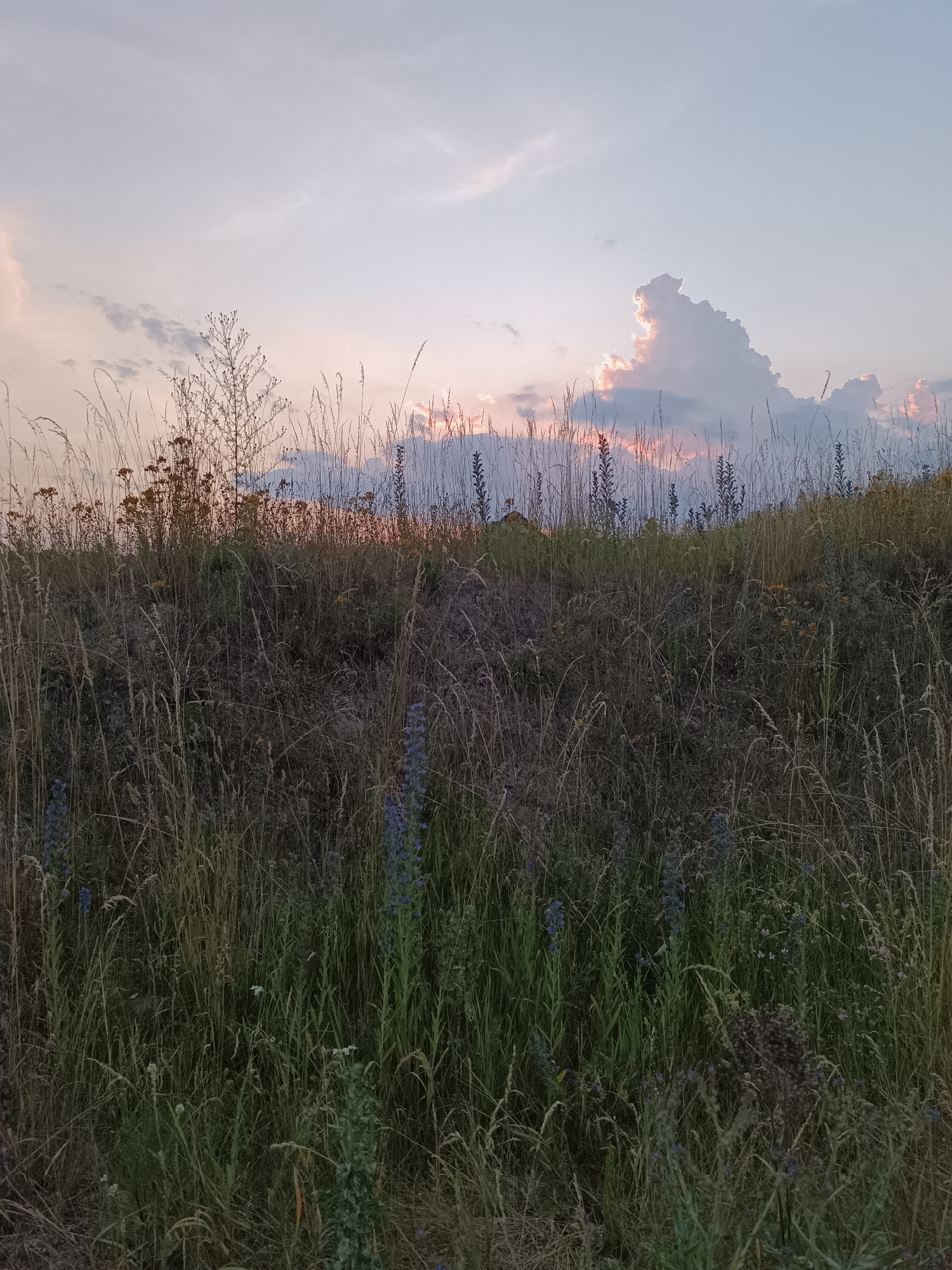 This is a full shot of a field at dusk. The sky is a pale blue with wispy clouds tinged with pink and orange from the setting sun. In the distance, silhouetted against the sky, are tall grasses and some scattered plants with yellow flowers. A few dark blue flowers are visible in the foreground. The ground is covered in dry, tall grass. The image appears to be taken in a rural or undeveloped area, possibly on the outskirts of Lozova, Ukraine, given the natural, uncultivated landscape. There are no people or animals visible in the frame.