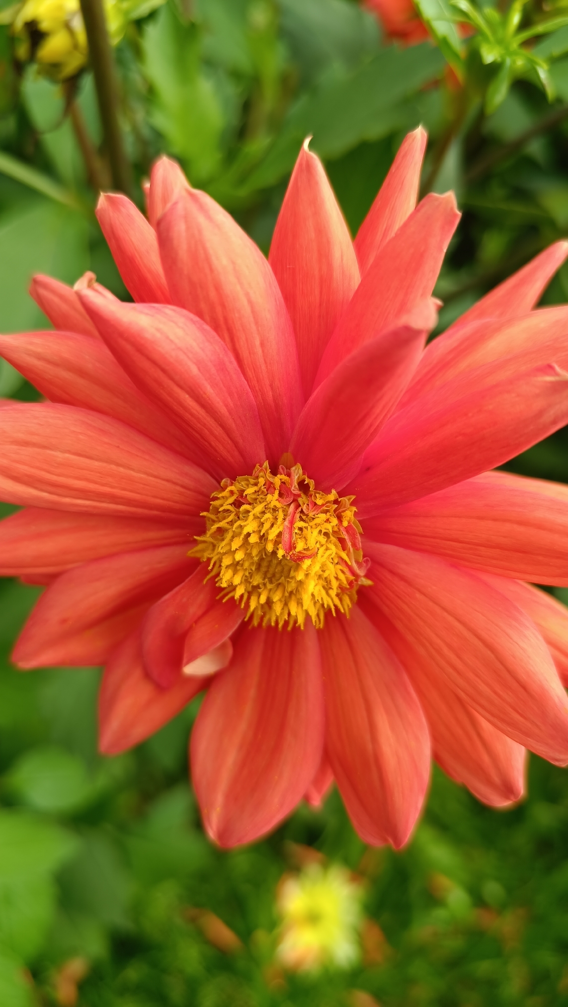 A close-up, vertical, eye-level shot shows a vibrant orange dahlia flower in full bloom. The flower's petals are pointed and radiate outwards from a central disc of bright yellow stamens. The background is softly blurred, revealing lush green foliage, suggesting an outdoor garden setting. There is a hint of another yellow flower in the lower portion of the frame, also out of focus. The lighting is natural and even, highlighting the textures and colors of the flower. The image captures the delicate beauty of the dahlia. This image was taken in the city of Karsha, Russia.
