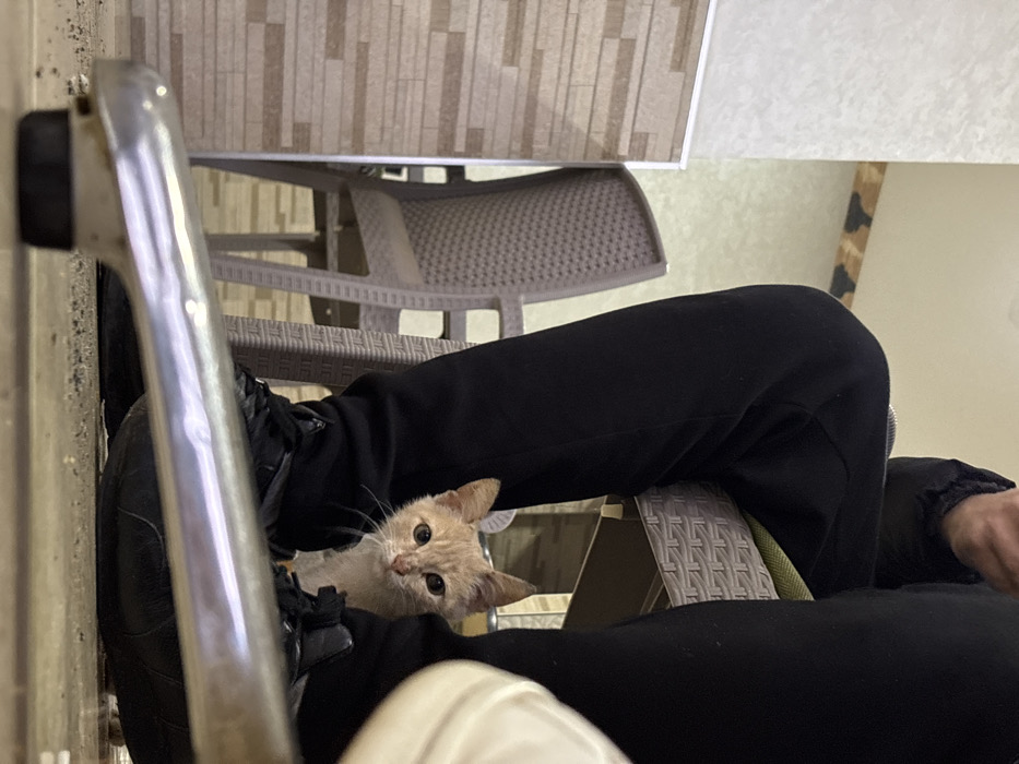 The image, taken in Khandek Zarzour, Morocco, is oriented vertically but depicts a scene that would normally be horizontal. It captures a small, light-colored cat peeking out with wide, curious eyes from between the bent legs of a person who is seated. The person's legs are clad in black pants, and their lower body rests on what appears to be a chair with a woven, possibly rattan, pattern.
In the immediate foreground, a shiny, metallic bar, likely part of a chair or table leg, partially obstructs the view. The background shows a table surface with a light-colored, patterned design, resembling rectangular tiles. Below the table, another chair with a similar woven pattern as the one supporting the person's legs is visible. The overall setting appears to be indoors or in a covered patio area, suggested by the furniture and wall textures.
The cat is the focal point, looking directly at the camera with an inquisitive expression, its light fur contrasting with the dark clothing of the person. The lighting is soft and even, suggesting an indoor environment without harsh shadows, and no specific time of day can be determined. There is no visible text in the image.