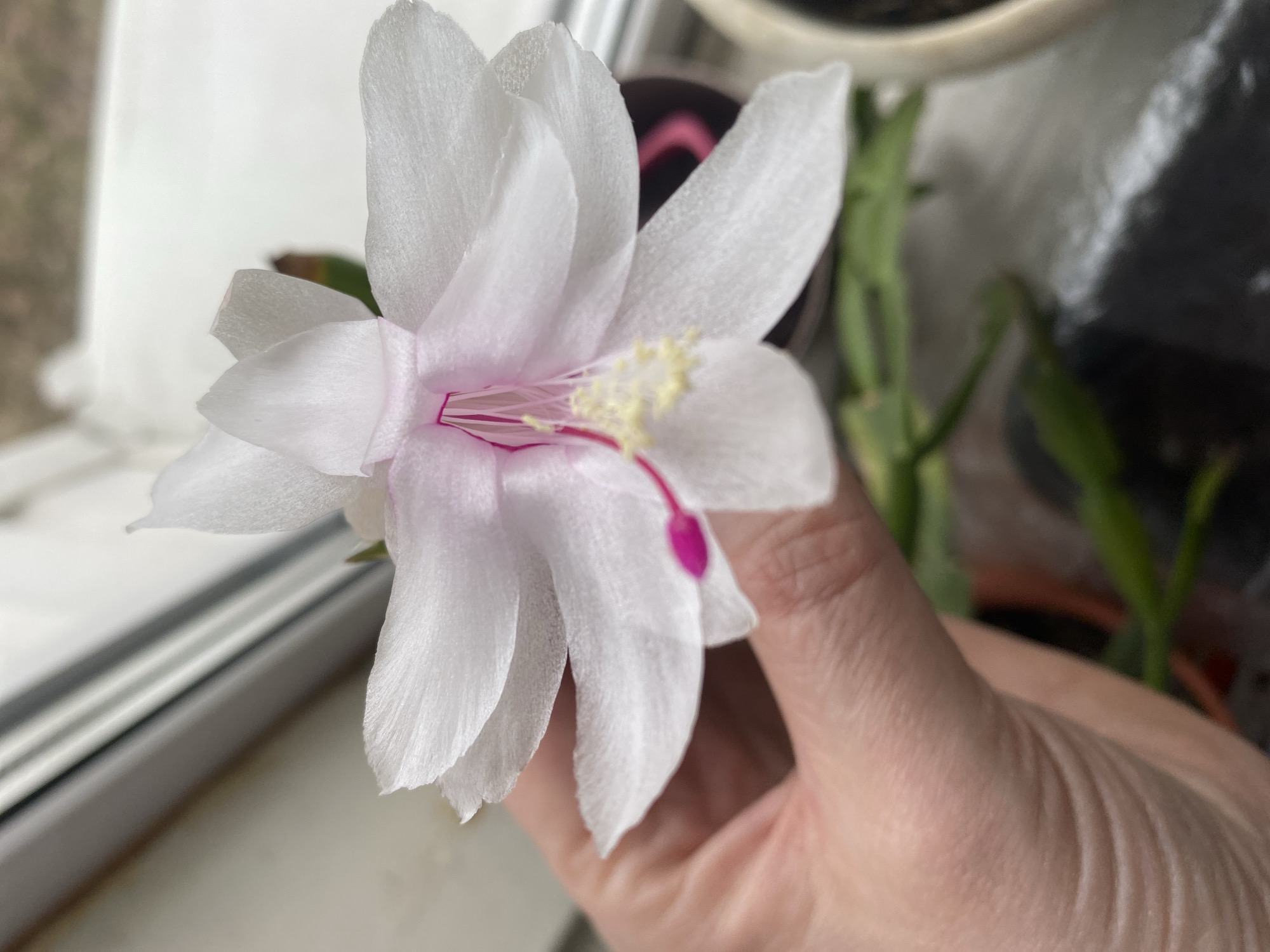 A close-up image shows a white Christmas cactus flower with pale pink accents, held in a person's hand. The flower is in full bloom, with multiple petals radiating outwards. Yellow stamens are visible in the center of the flower. The background features a window sill, part of the cactus plant in a pot, and a blurred outdoor scene. The location in the city of Noviy, Russia, cannot be determined from the image.