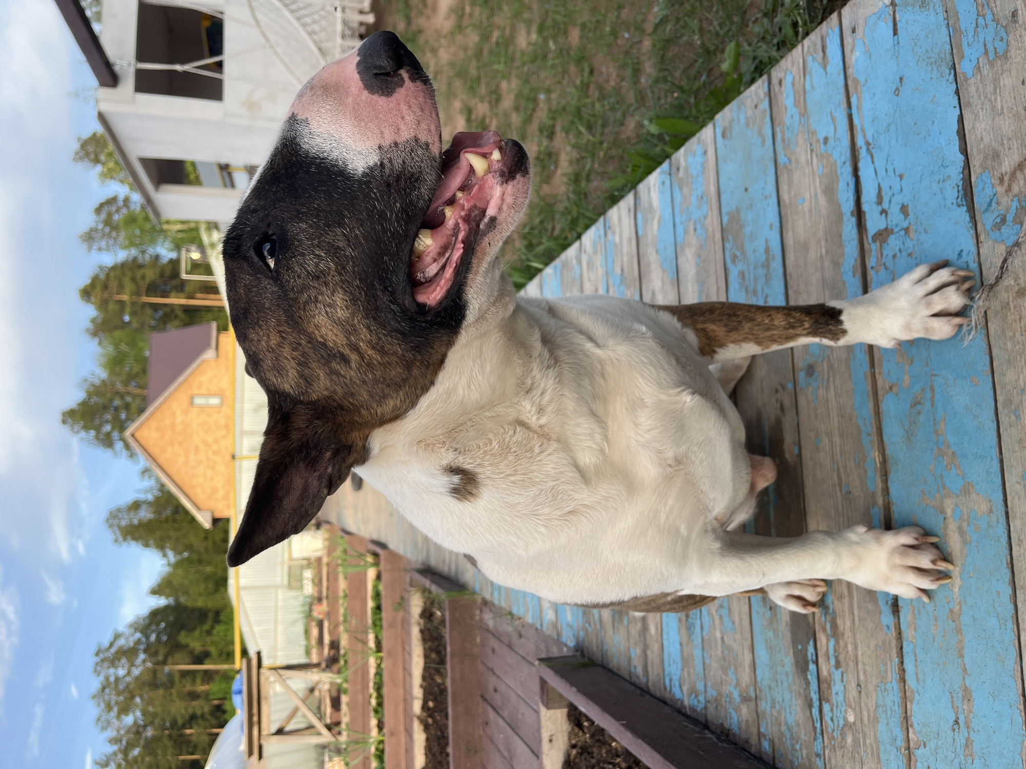 A Bull Terrier dog sits on a weathered wooden deck. The dog's head is tilted back, its mouth open revealing its teeth and tongue. Its coat is mostly white with patches of brindle. The deck is made of planks painted with peeling blue paint. A wooden garden bed with plants in it is visible in the background. Beyond that, there is a grassy area and a view of several buildings. The sky is visible in the upper left corner, with a few clouds. There is no definitive evidence to confirm that the picture was taken in Chaikovsky, Russia.