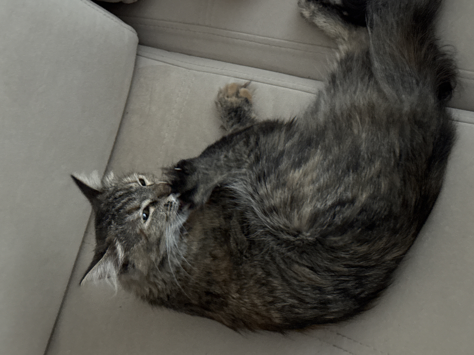 A fluffy, grey tabby cat is lying on a light-colored couch, grooming its paw. The cat's fur is a mix of dark grey, brown, and lighter grey stripes. Its eyes are partially closed, and its tongue is visible as it licks its paw. The couch appears to be made of a soft, textured fabric. The background is blurred and out of focus, but suggests an indoor setting. The image does not contain information that would allow for determining its location in Saratov, Russia.