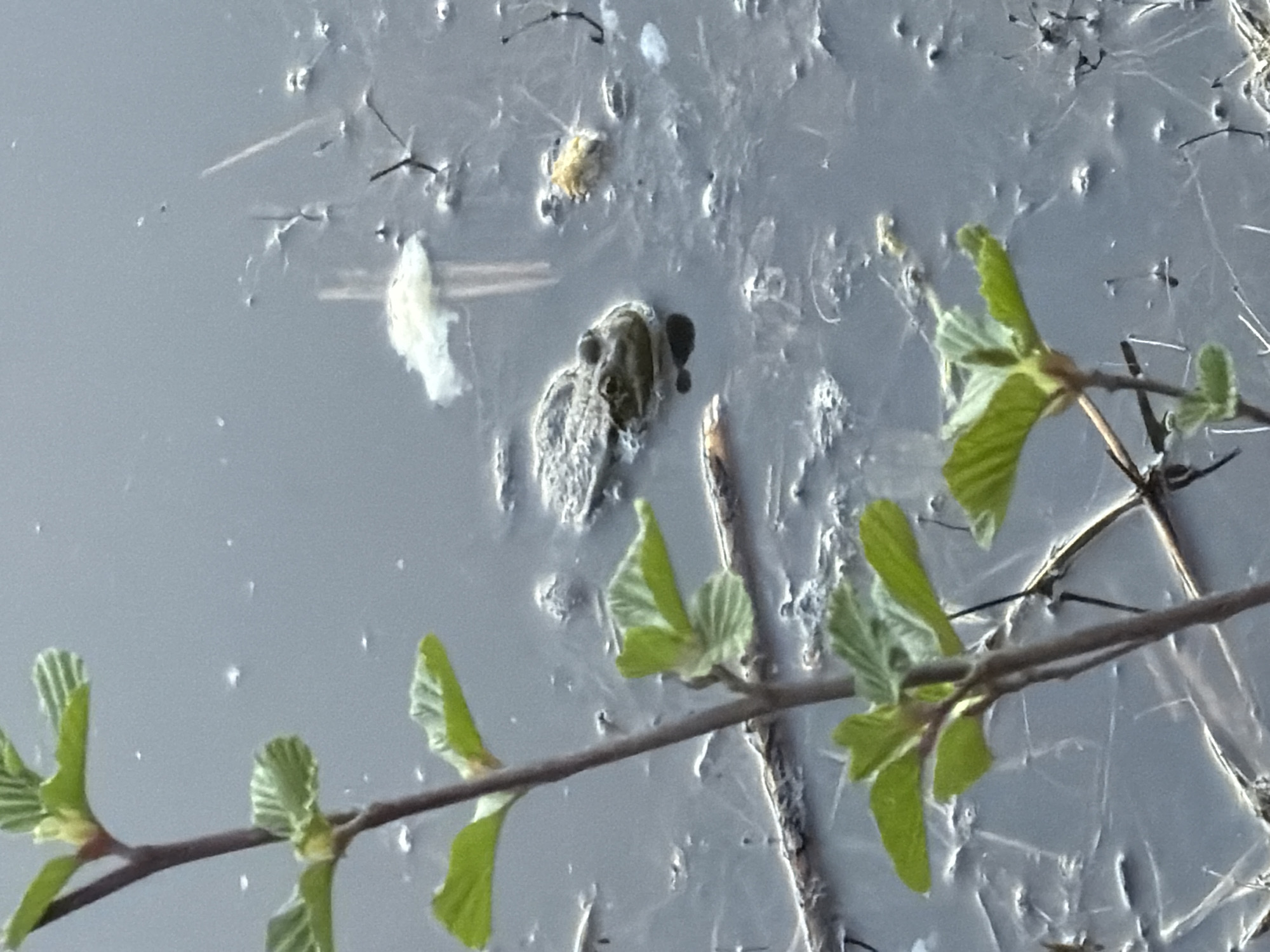 A close-up shot focuses on a body of water, likely a puddle or a stagnant pool, covered with a thin layer of ice. Within the ice, a partially submerged dead frog is visible, its form distorted and surrounded by frost and debris. Adjacent to the water, a tree branch with fresh green leaves extends into the frame, providing a stark contrast to the lifeless frog. The presence of the frog within the ice suggests the scene may be in Chaikovsky, Russia, where sub-zero temperatures are common.