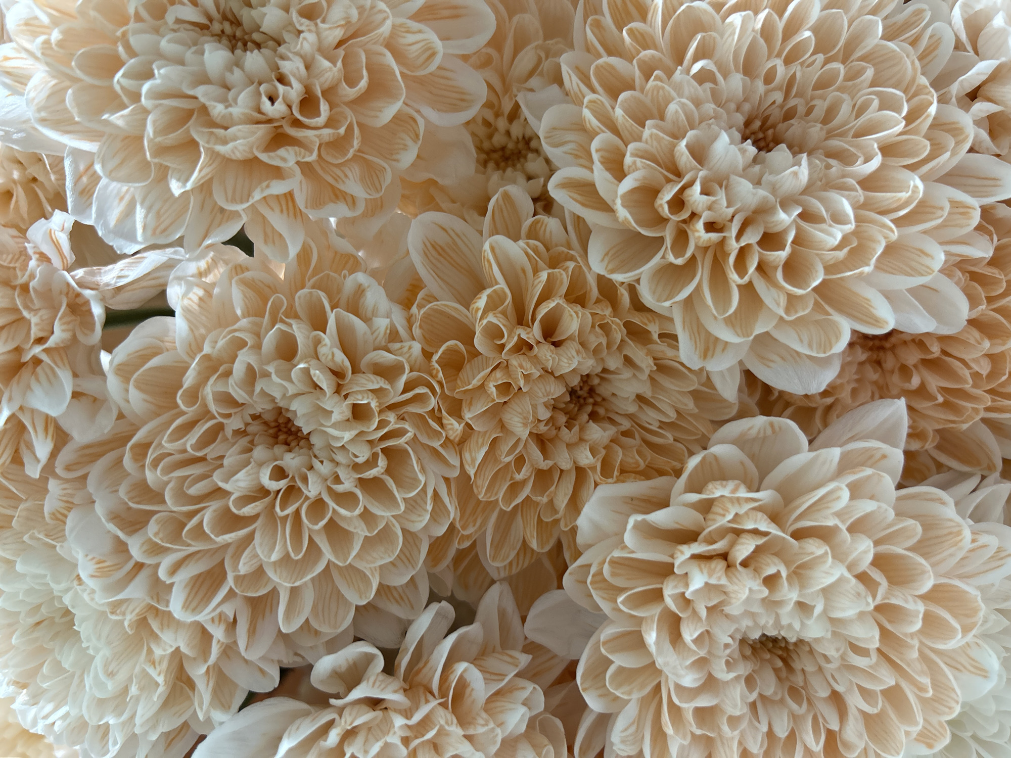 The image shows a close-up view of several chrysanthemum flowers with light beige and white petals. The petals are densely packed, creating a full, textured appearance. The flowers are the primary subject of the image and occupy the entire frame. There are no visible people, subjects, actions, interactions, or environmental details beyond the flowers themselves. The location in Noviy, Russia is not depicted or suggested in the image.