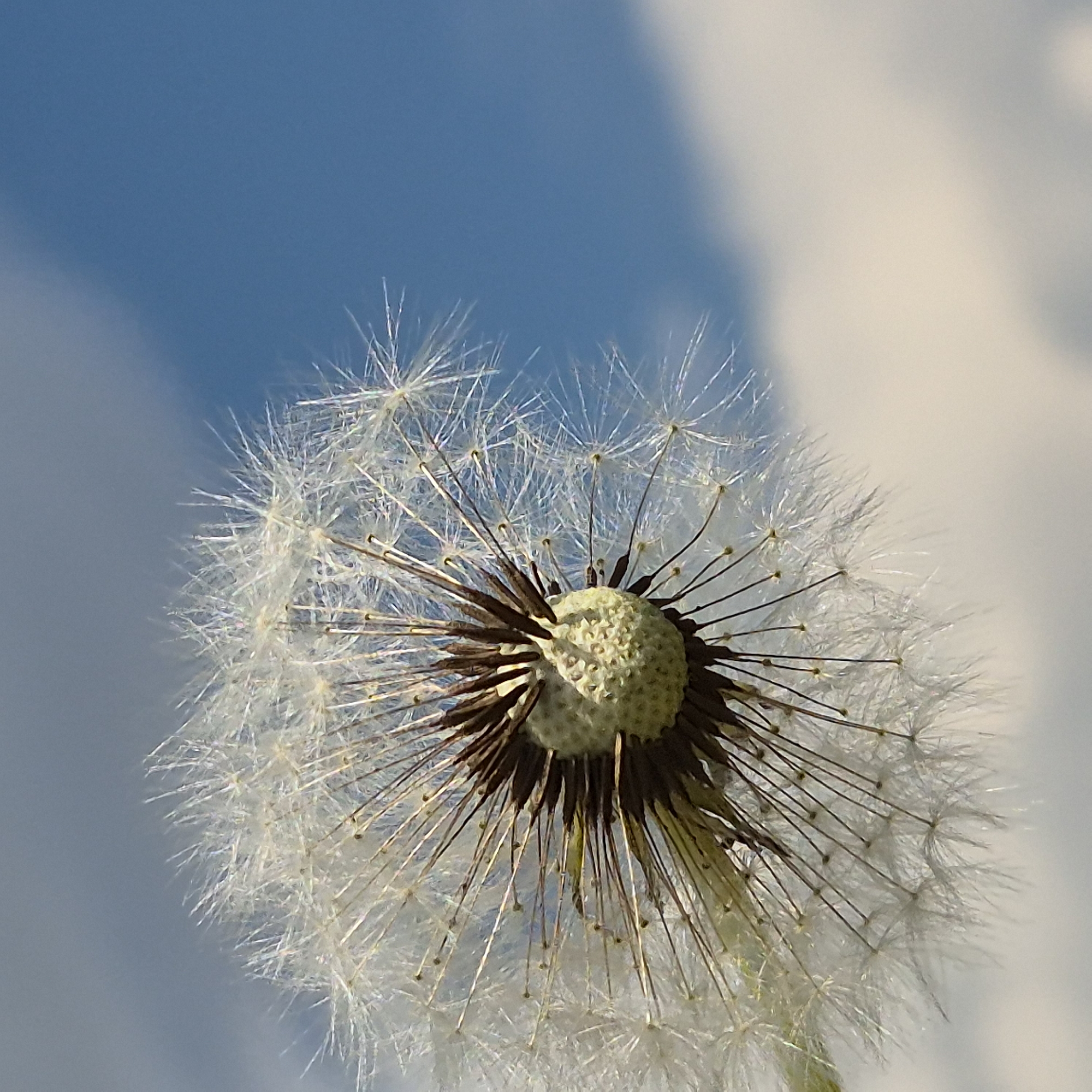 A close-up, low-angle outdoor shot shows a dandelion seed head against a bright blue sky with wispy white clouds. The dandelion is in the foreground, slightly off-center to the left. Many of its delicate white seeds have detached, while others remain attached to the central brown and green structure. The seeds are airy and feathery, radiating outwards. The background is dominated by the sky, with soft, diffused clouds. There is no visible indication of the city of Novo-Sloboda, Russia, nor any people or specific identifiable locations within a city.