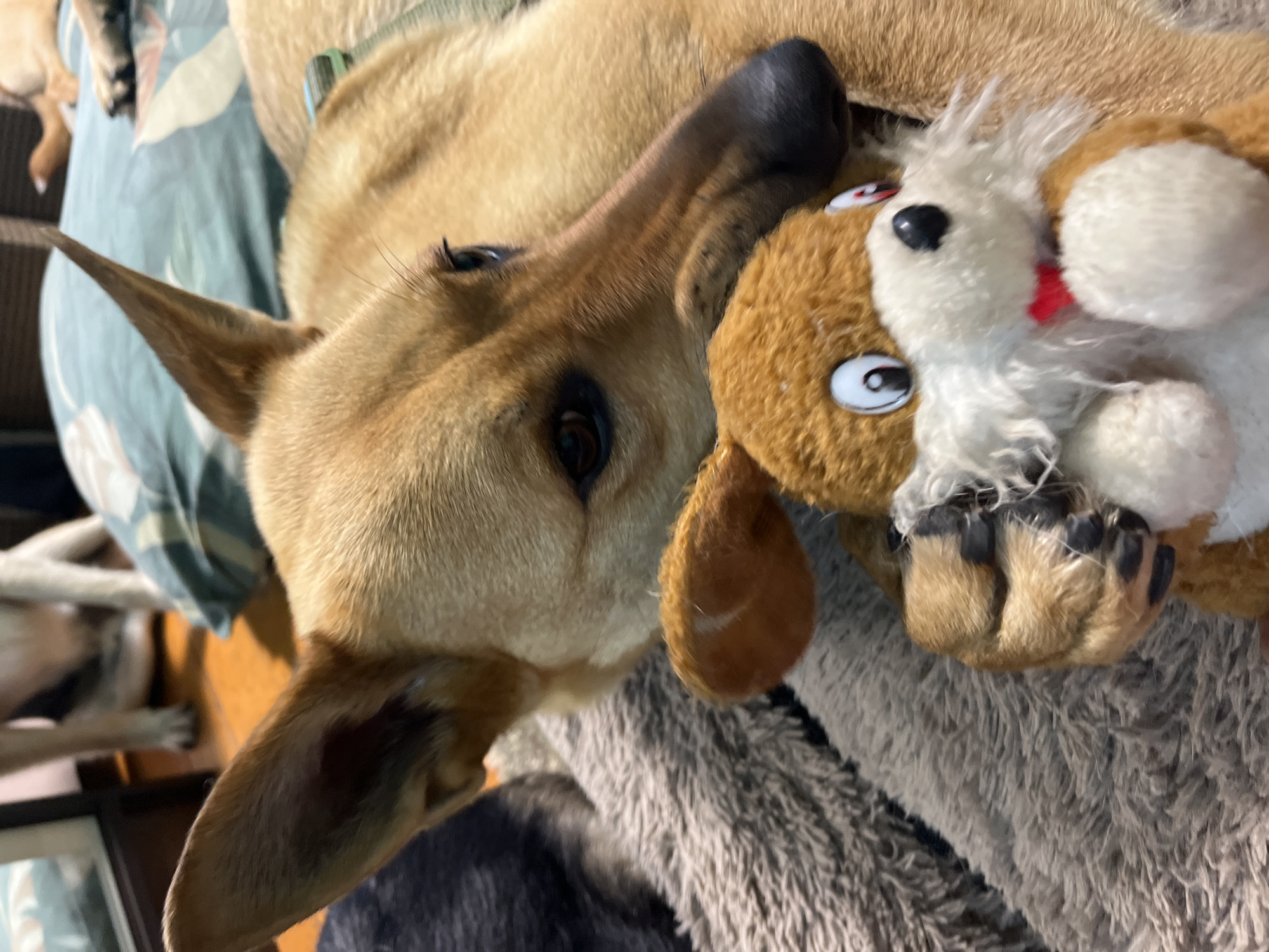 A medium-shot photo shows a tan-colored dog resting on a soft, textured gray blanket. The dog's head is turned to the right, with its body angled towards the camera. It is holding a brown and white stuffed toy dog in its paws, which is positioned in the lower half of the frame. The stuffed toy has large, cartoonish eyes and a red mouth. The dog's fur is short and appears smooth. In the background, a second dog, lighter in color, is partially visible, sitting upright. The environment appears to be indoors, with a bed with a patterned blue and white fabric visible behind the dogs. The lighting is soft and appears to be natural. There is no indication of the location in Nizhny Tagil, Russia.