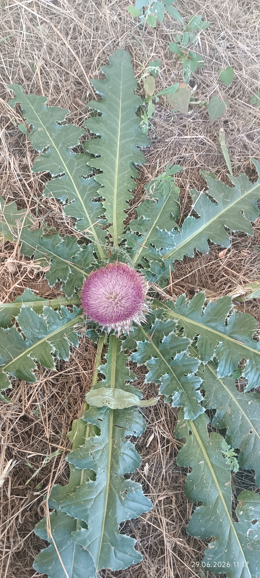 The image is a close-up, overhead shot of a thistle plant with a purple flower head, situated on the ground in Berezanka, Ukraine. The plant has large, spiky green leaves that fan out around the central flower. The ground is covered in dry, brown grass and straw. In the lower right corner, a timestamp reads "29.06.2026 11:17". There are no people or visible animals in the image. The lighting suggests it is daytime, likely morning or afternoon.
